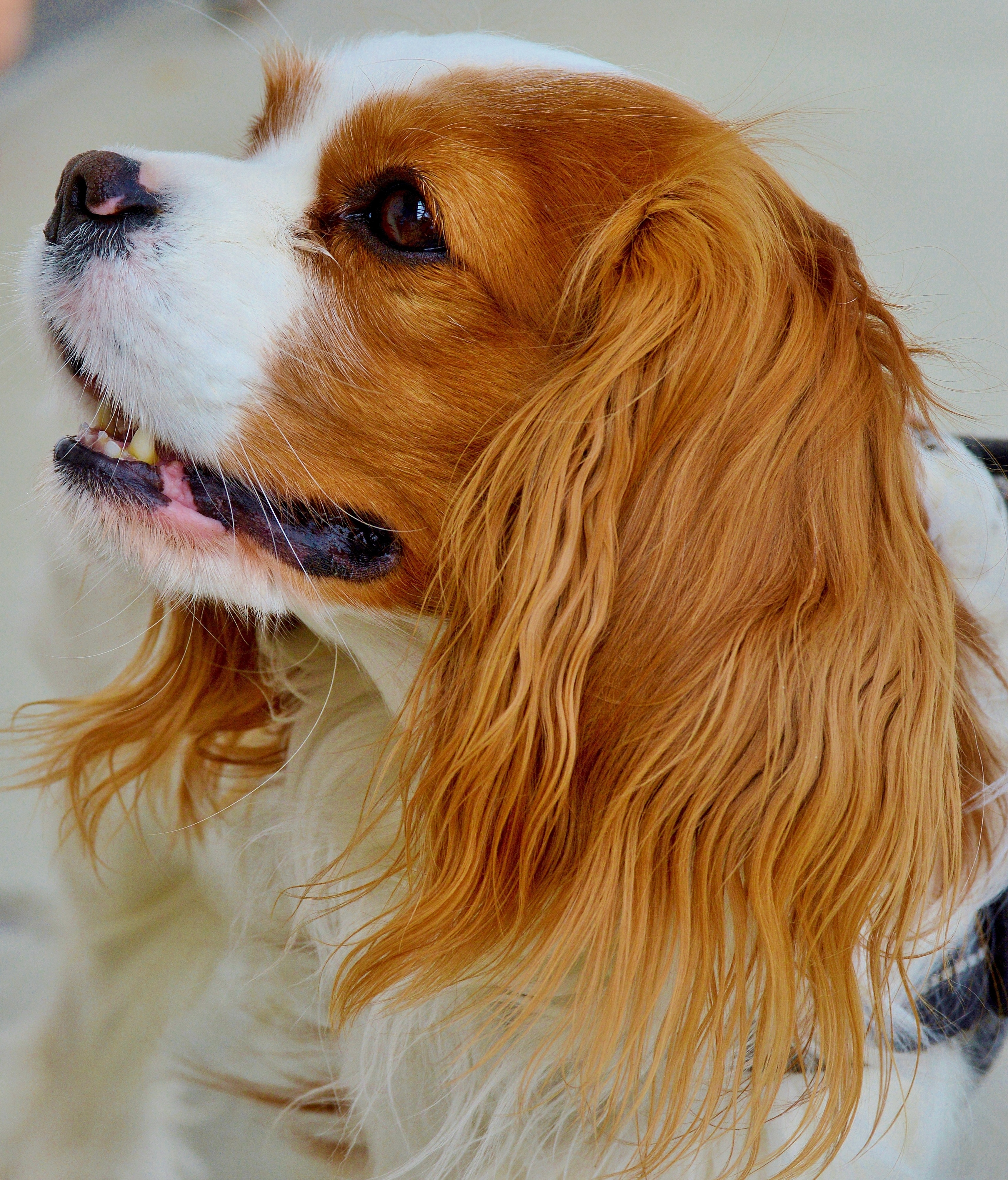 white, charles, vertebrate, cavalier, funny, mammal, looking, one animal, animal hair, cute, king, close, pets, domestic, canine, photography, indoors, Phone HD Wallpaper