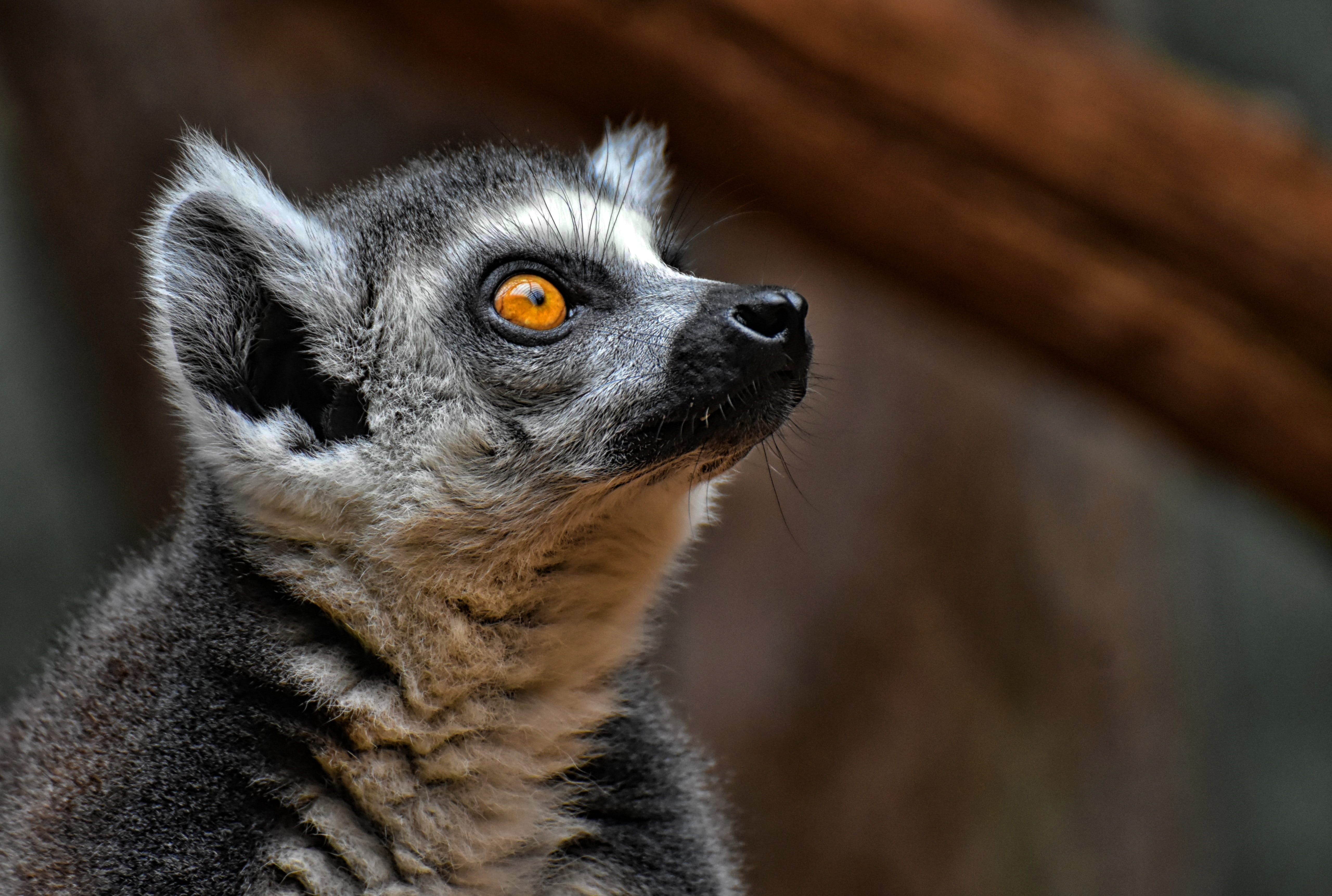 animal themes, focus on foreground, monkey, vertebrate, mammal, whisker, looking, looking away, portrait, tierpark hellabrunn, lemur, äffchen, animal wildlife, HD Wallpaper