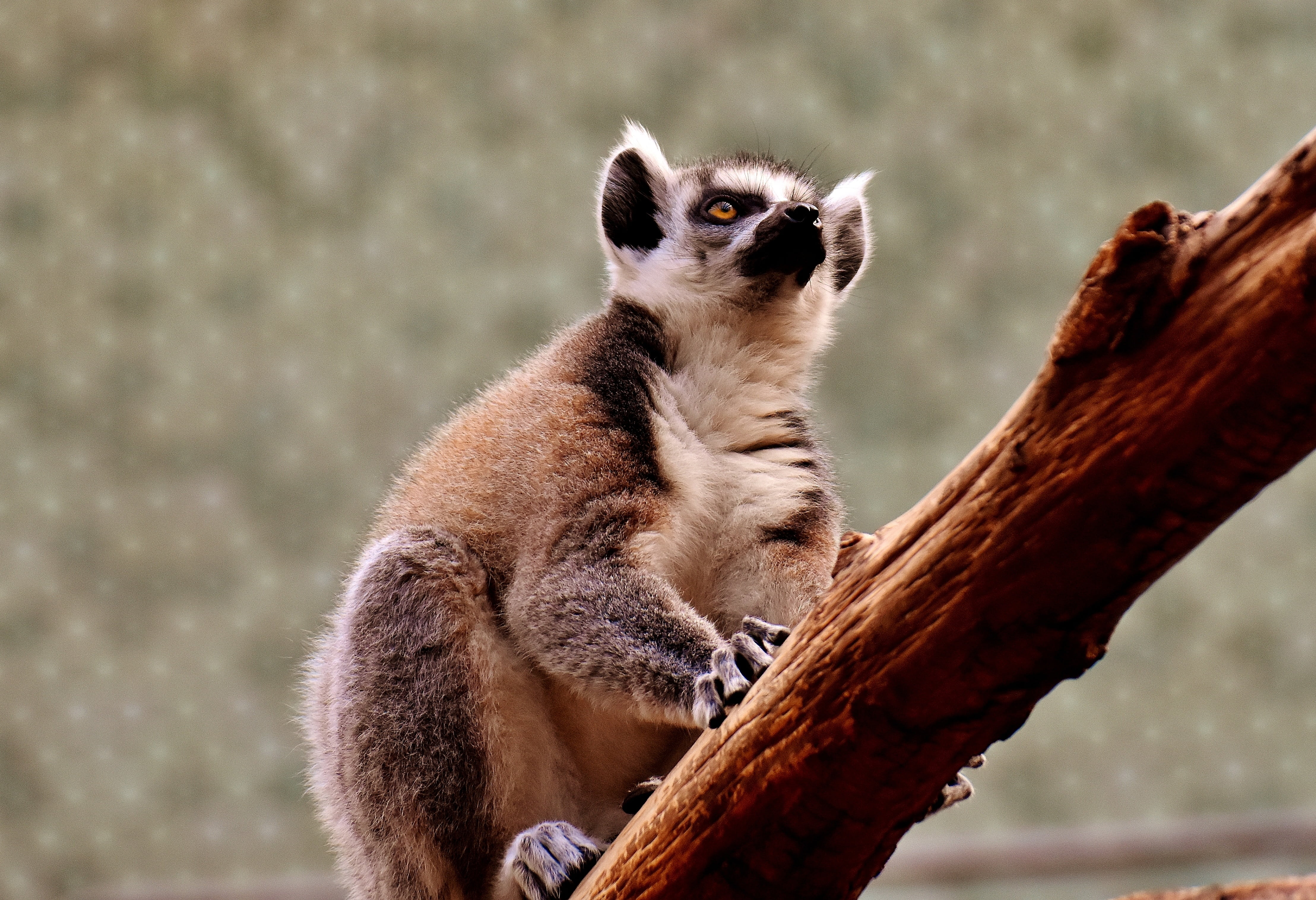 branch, tree, one animal, day, lemur, nature, monkey, focus on foreground, animals In The Wild, 4K, vertebrate, madagascar, äffchen, animal, tierpark hellabrunn, HD Wallpaper