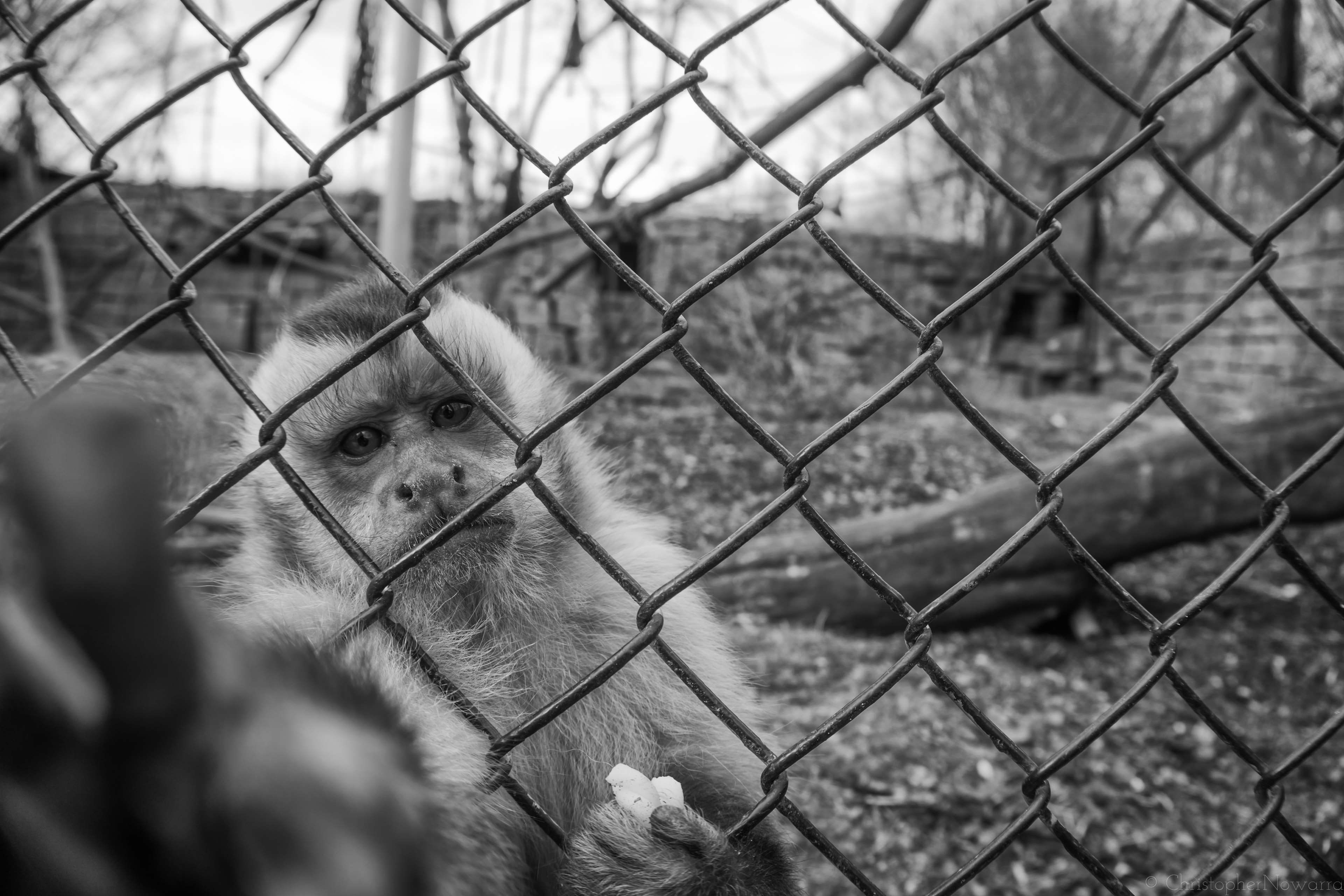 boundary, cute, monkey, vertebrate, protection, black and white, fence, mammal, outdoors, wildlife, safety, security, animal, animal themes, cage, focus on foreground, HD Wallpaper