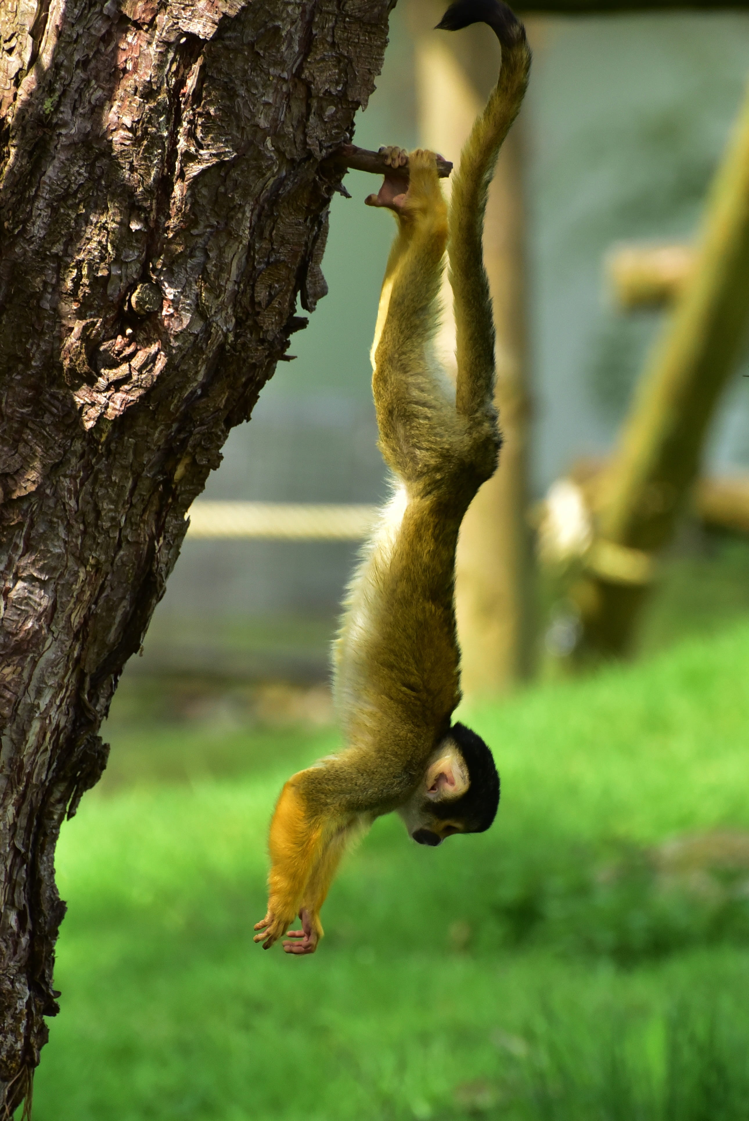 animal themes, close, day, nature, full length, animals in the wild, cute, primate, one animal, äffchen, branch, vertebrate, animal wildlife, animal, sweet, Phone HD Wallpaper