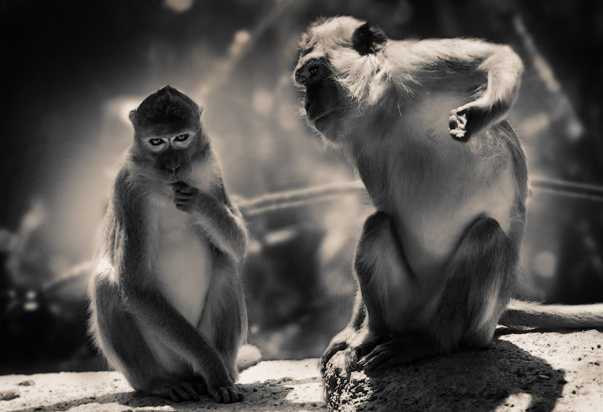 mountain monkey, young animal, nature, vertebrate, monkey, two animals, animals in captivity, sunlight, äffchen, two, ape, 1080P, animal world, cute, mammal, HD Wallpaper