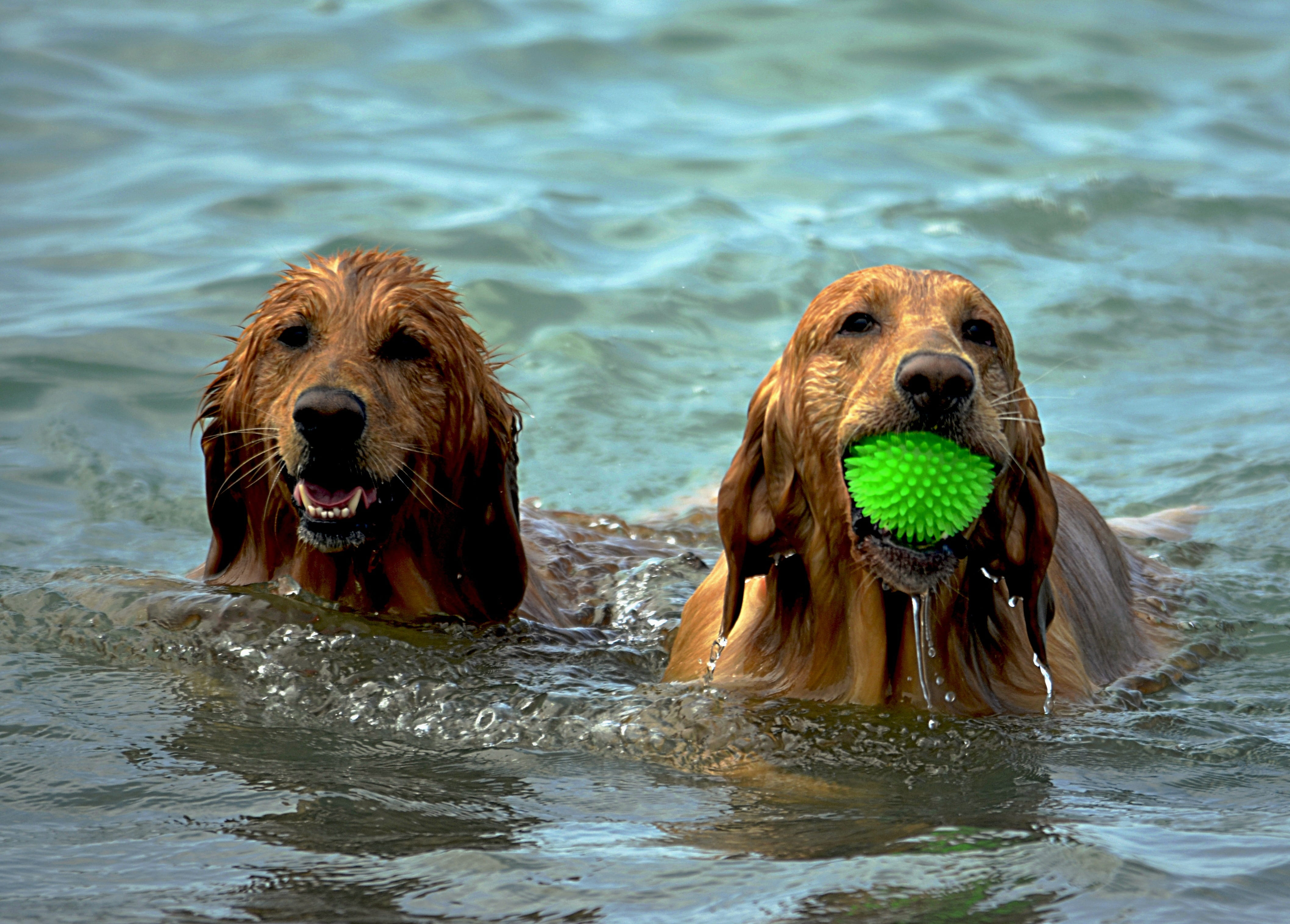outdoor, beach, medium, pets, day, daytime, animal mouth, active, fur, adult, swimming, doggy, summer, portrait, activity, no people, vacation, dog, nature, HD Wallpaper