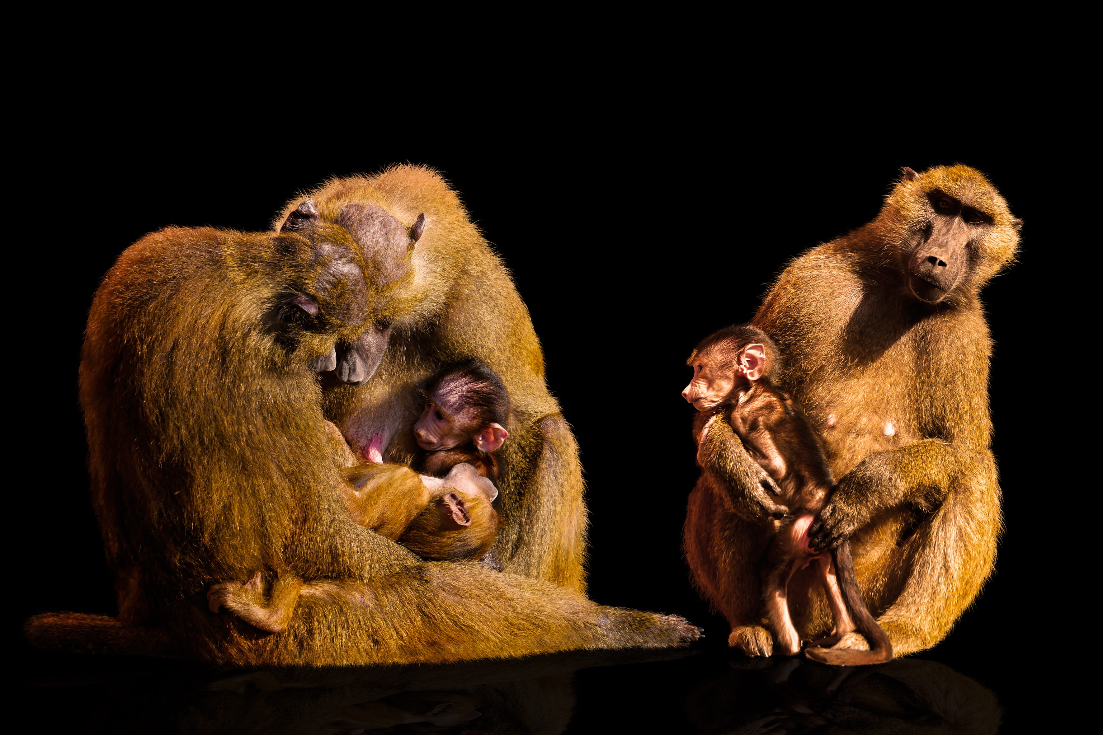 cute, two, group of animals, three, rest, sitting, good night, togetherness, young animal, shinxpavian, carrying, evolution, time out, no people, animals in the wild, HD Wallpaper