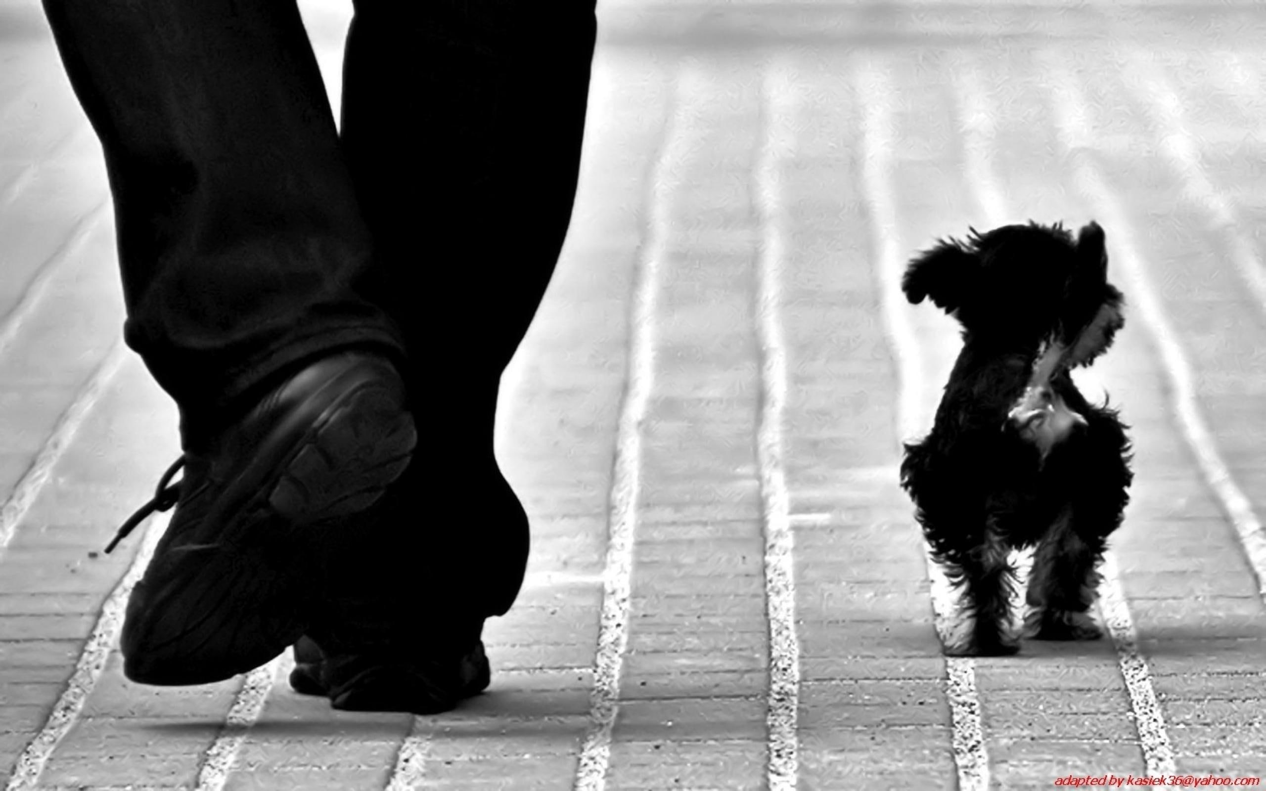 playful dog, face, cute, puppy, puppies, lovely, sweet, 2K, bubbles, animals, black, short, dogs, beautiful, walk, playful, coat, HD Wallpaper