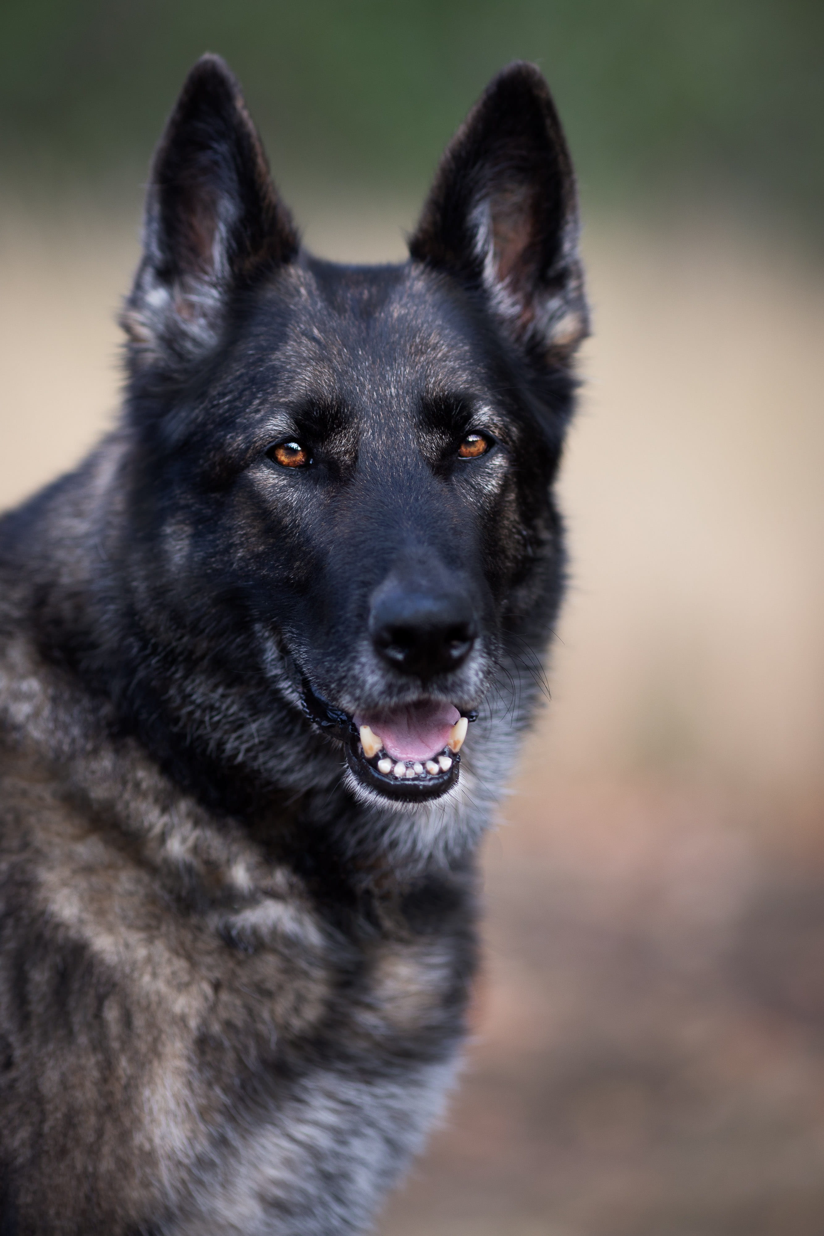 animal, day, one animal, focus on foreground, guard dog, looking, black color, domestic, no people, mammal, pet, snout, pets, looking at camera, canine, Phone HD Wallpaper
