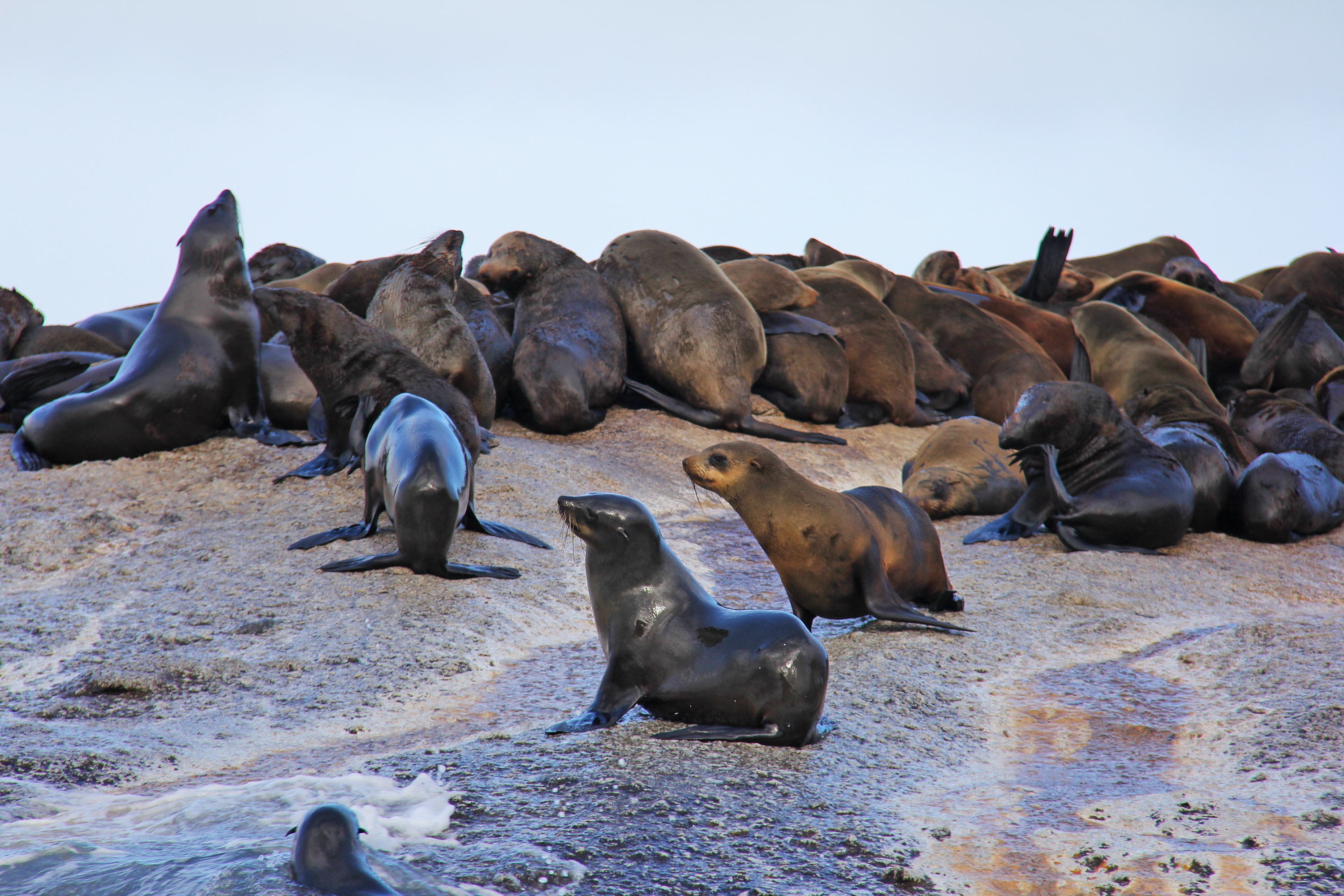 thousands, island, herd, aquatic mammal, no people, group of animals, land, animal wildlife, cute, mountain, seals, animals in the wild, interesting, wildlife, HD Wallpaper