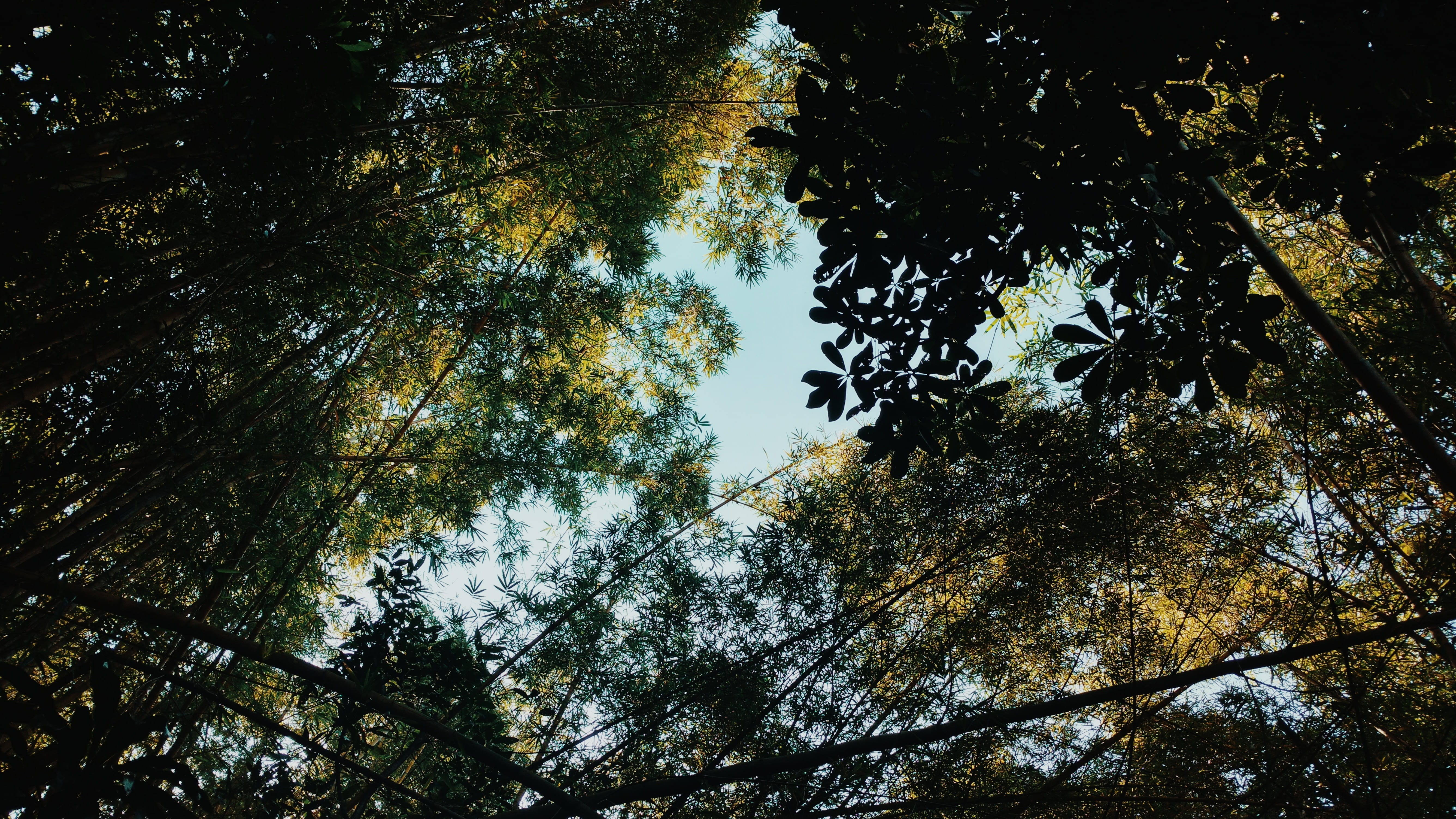 tree canopy, tree, sky, tropical, south america, trees, day, 5K, tranquil scene, ubatuba, growth, plant, beauty in nature, branch, tree trunk, leafs, land, HD Wallpaper