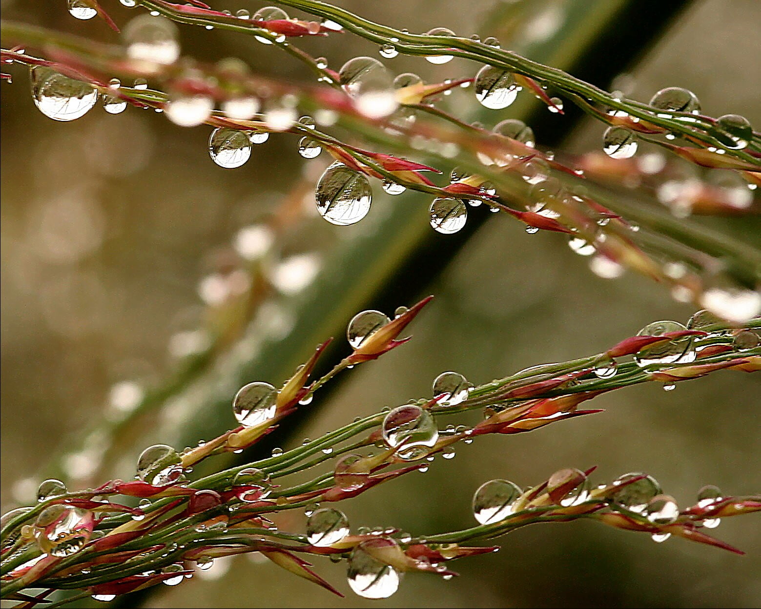 freshness, abstract, Tropical Storm Ernesto, grass, shallow focus, Top, green, water droplets, Lida, focus, In the rain, red, nature, 720P, water, BRAVO, HD Wallpaper