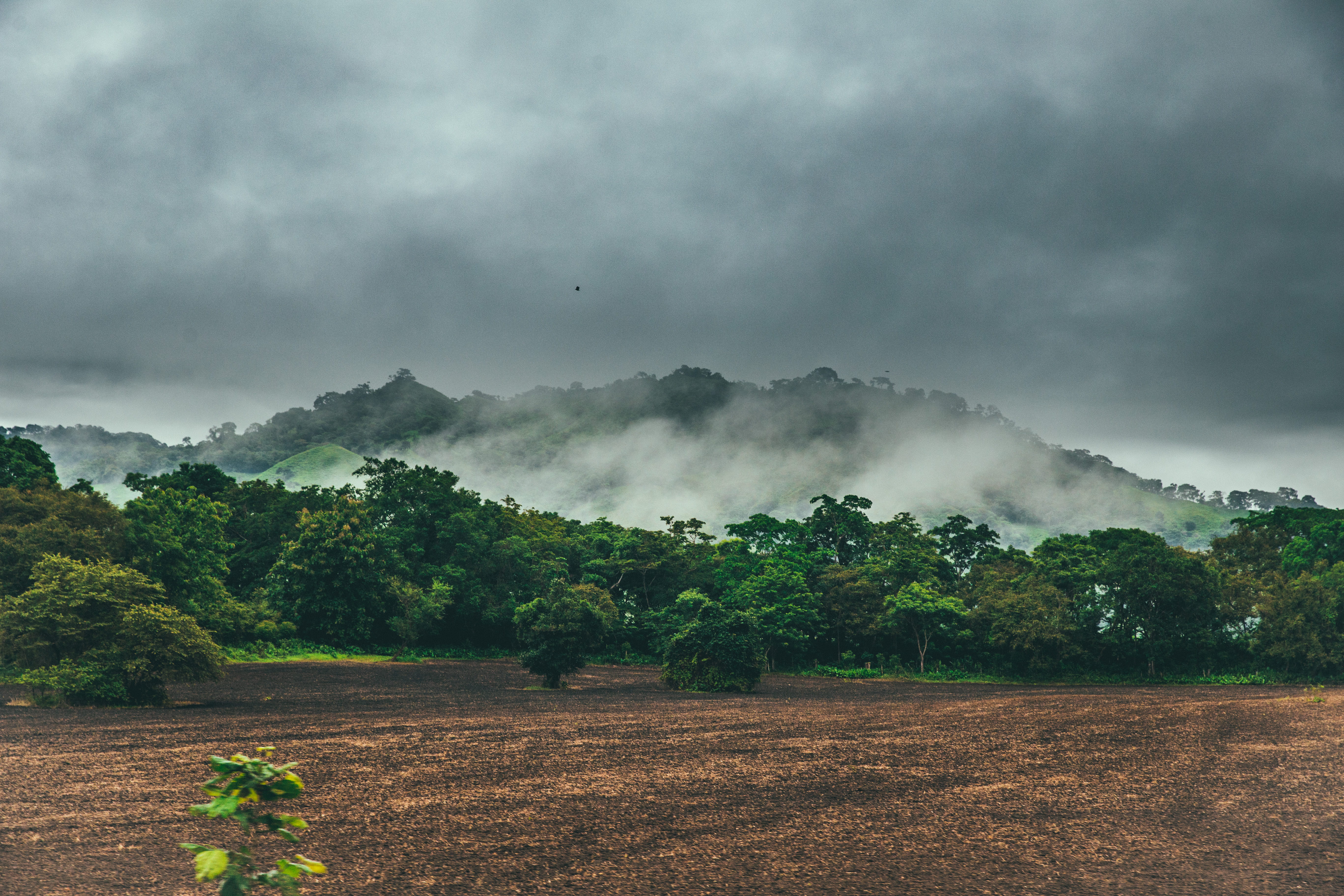 outdoors, cloudy, rainforest, day, scenics - nature, wind, mountains, panama, tropical, tranquil scene, growth, tree, fog, tranquility, environment, cambutal, HD Wallpaper