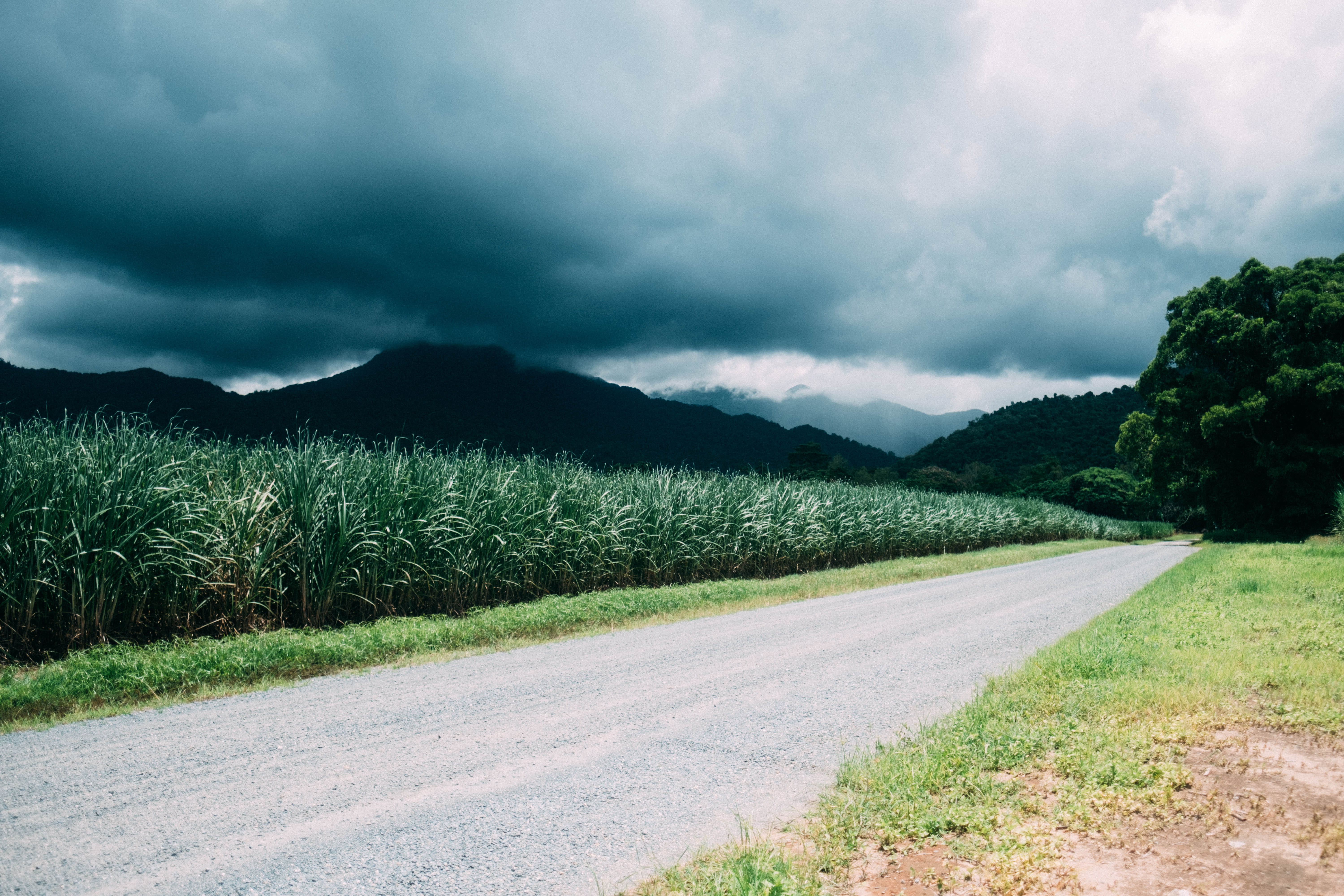 tropical, green, grass, environment, near, tropic, tree, scenics - nature, landscape, transportation, direction, northern queensland, daintree, sky, wide, HD Wallpaper