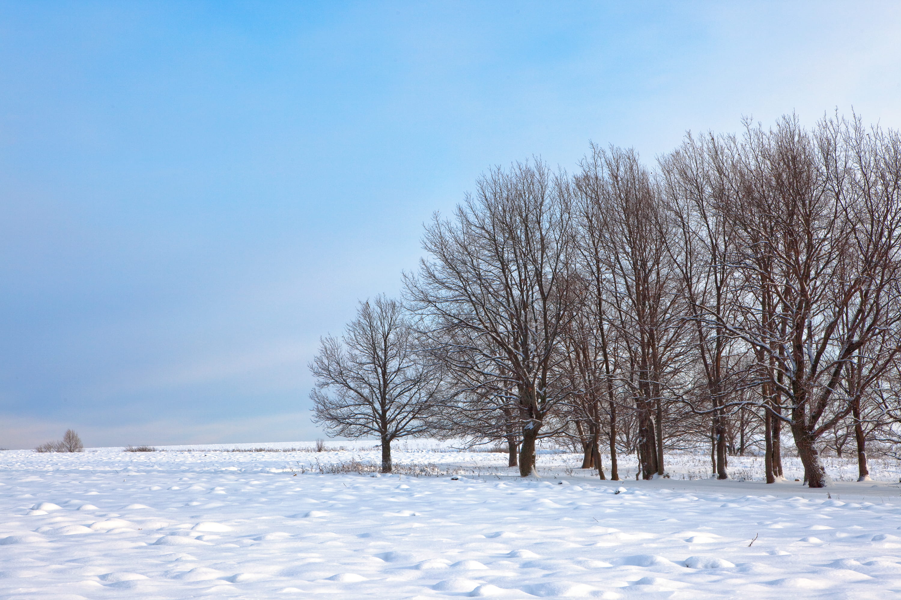 light, shadow, silence, frost, december, tranquil scene, land, white color, day, snow, closeup, season, cold, environment, sky, fir, white, non-urban scene, HD Wallpaper