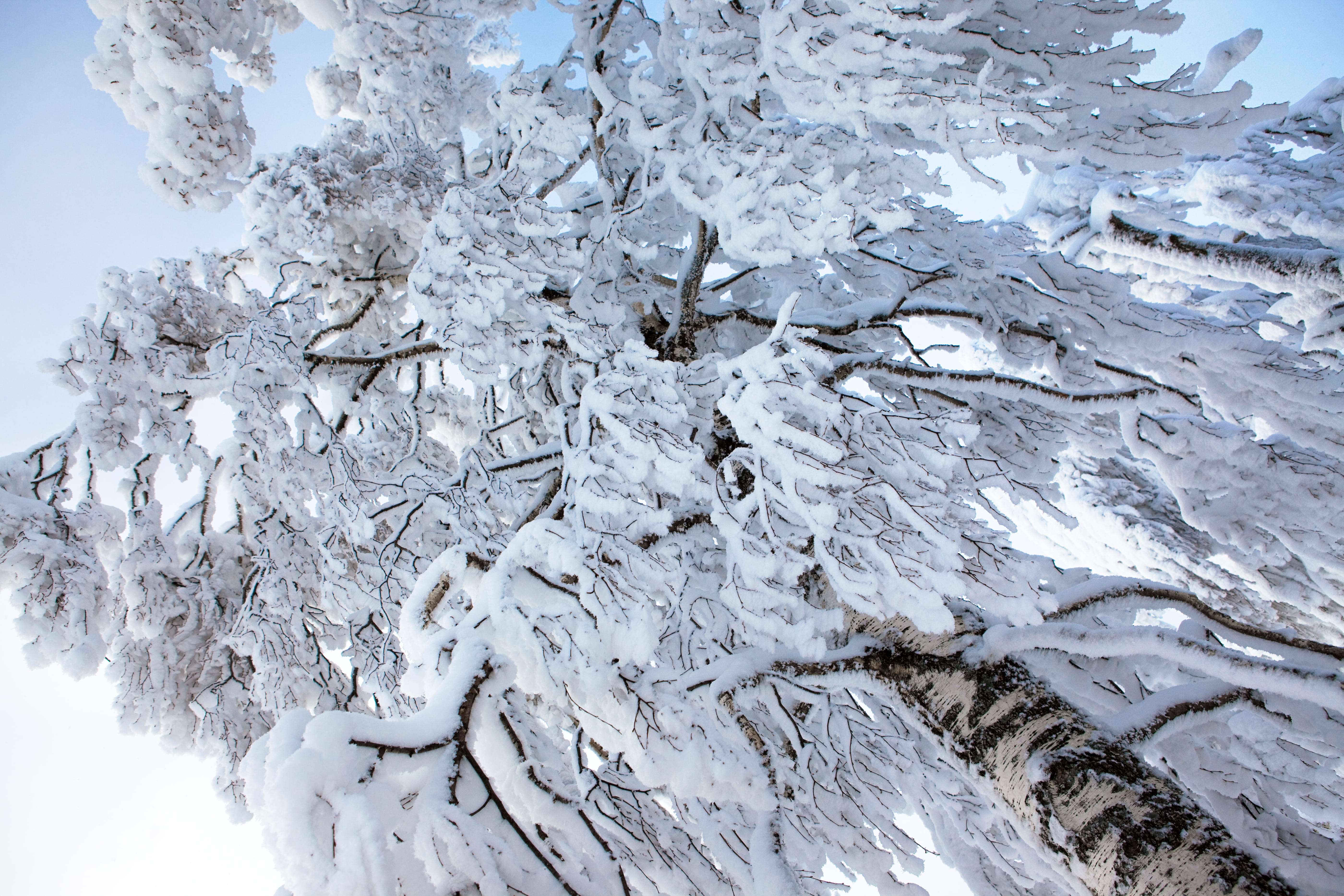 landscape, cold temperature, season, white, frost, calm, beauty in nature, pine, winter, glade, snowfall, closeup, background, frozen, wintertime, pattern, HD Wallpaper