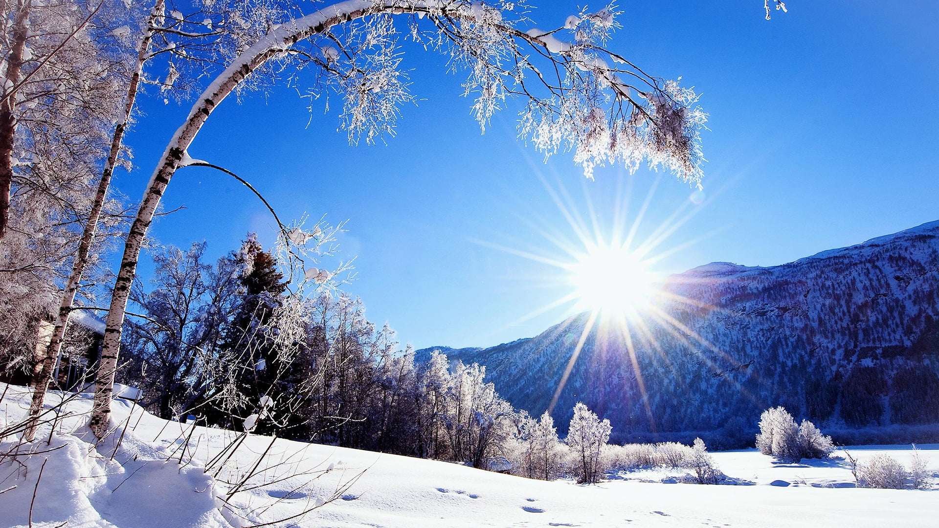 plant, color, wave, pine tree, clean, nature, sky, pattern, ice, drop, liquid, holiday, land, transparent, beauty in nature, bubble, light, christmas, coniferous tree, HD Wallpaper