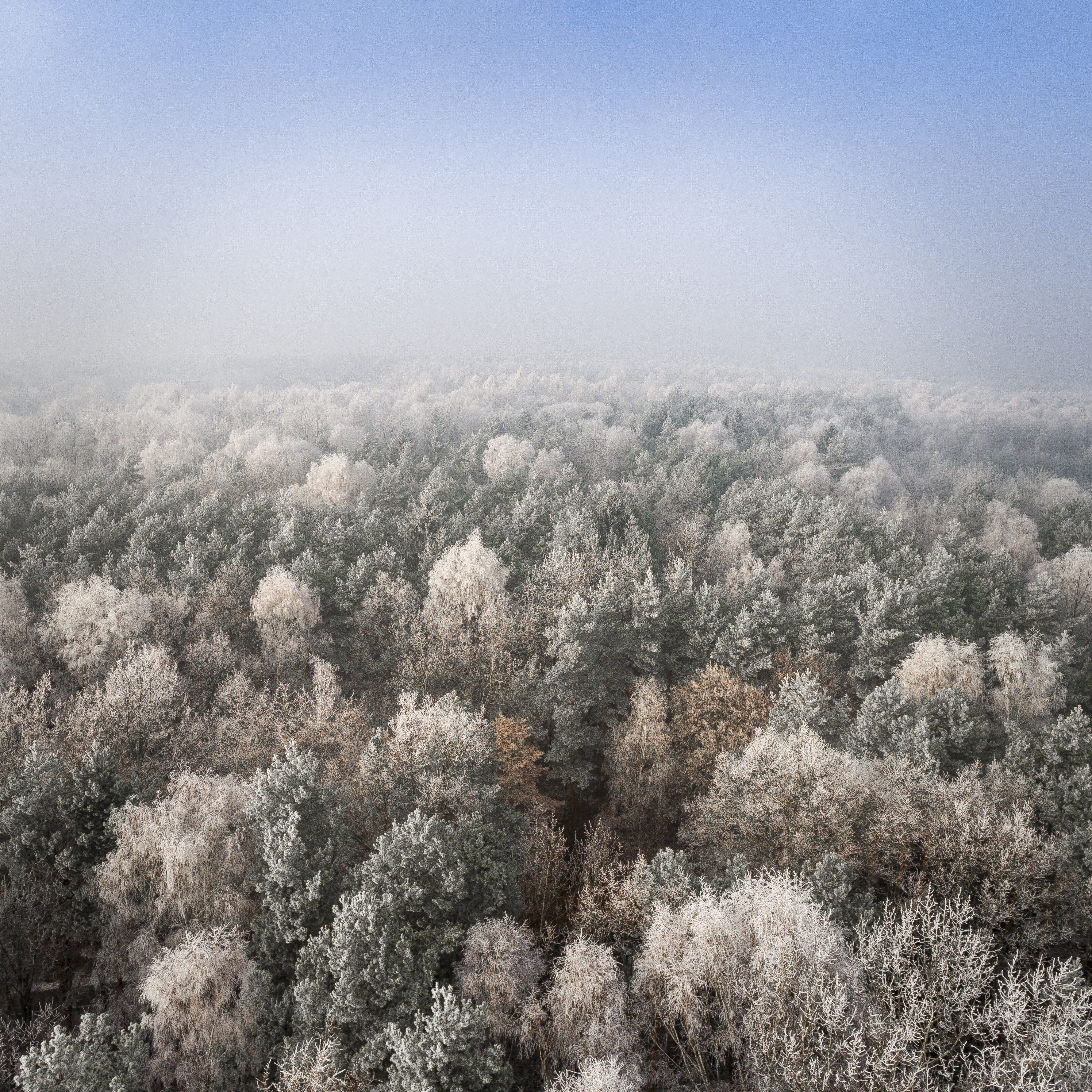tranquility, growth, cherry blossom, daytime, beauty in nature, fragility, covered, photo, scenics - nature, blossom, drone view, treetop, aerial view, Phone HD Wallpaper