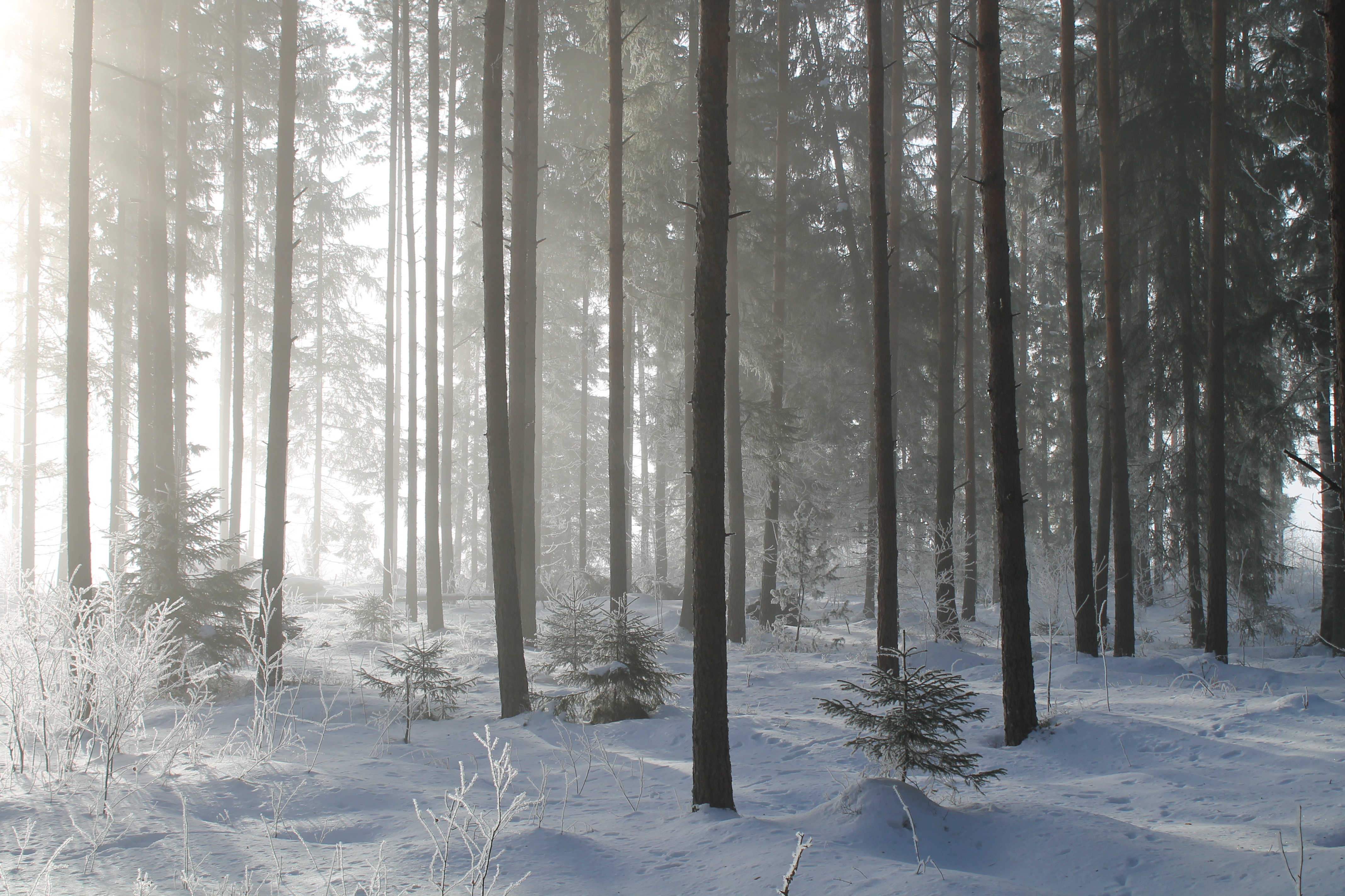 cold temperature, coniferous tree, organic, leaves, ice, tree, tranquility, plant, forest, wilderness, pine tree, daytime, frozen, covered, woods, outdoors, HD Wallpaper
