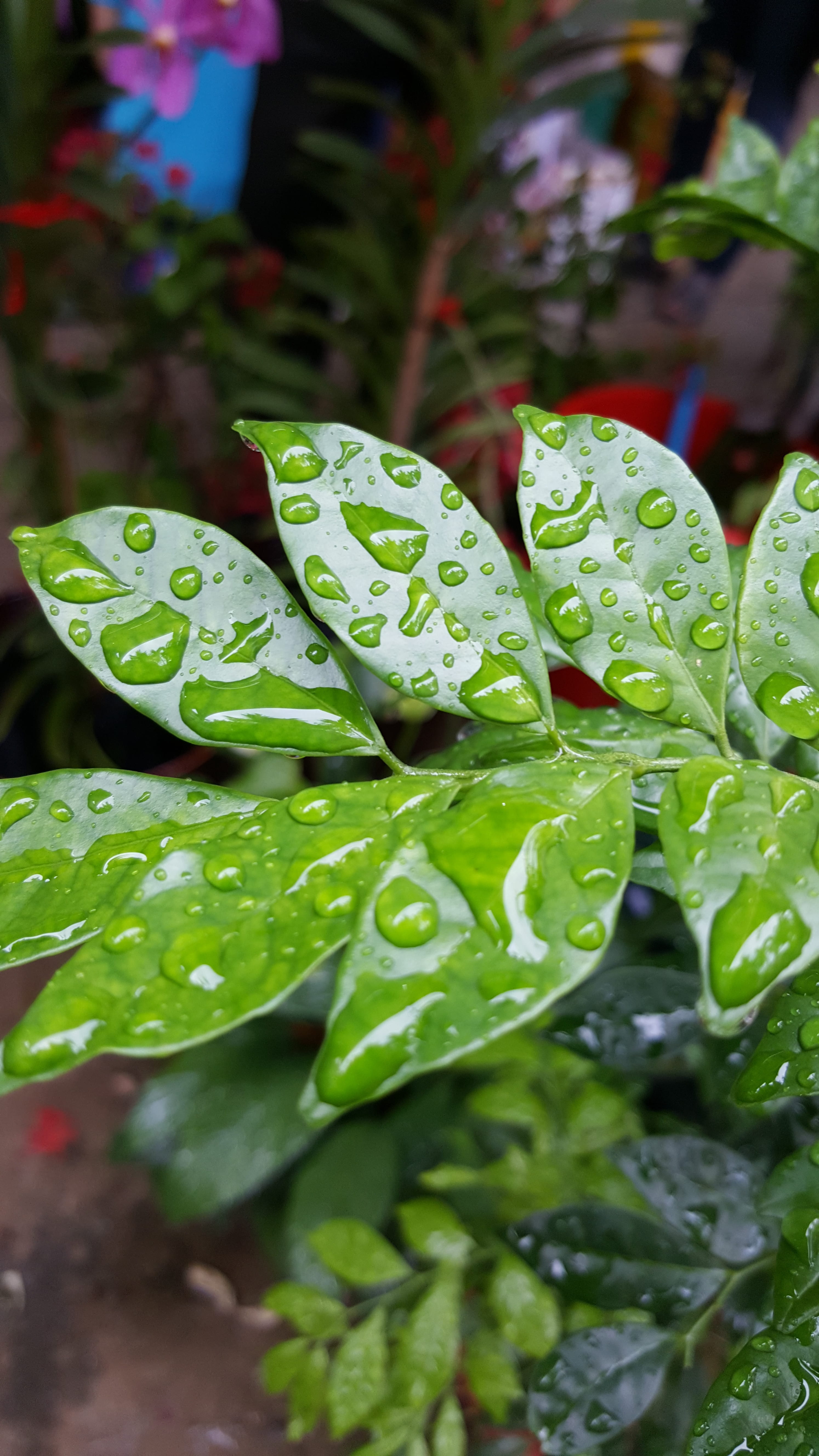texture, raindrop, organic, leaves, freshness, summer, day, foliage, fresh, life, flora, wet, leaf, focus on foreground, purity, macro, plant part, forest, Phone HD Wallpaper