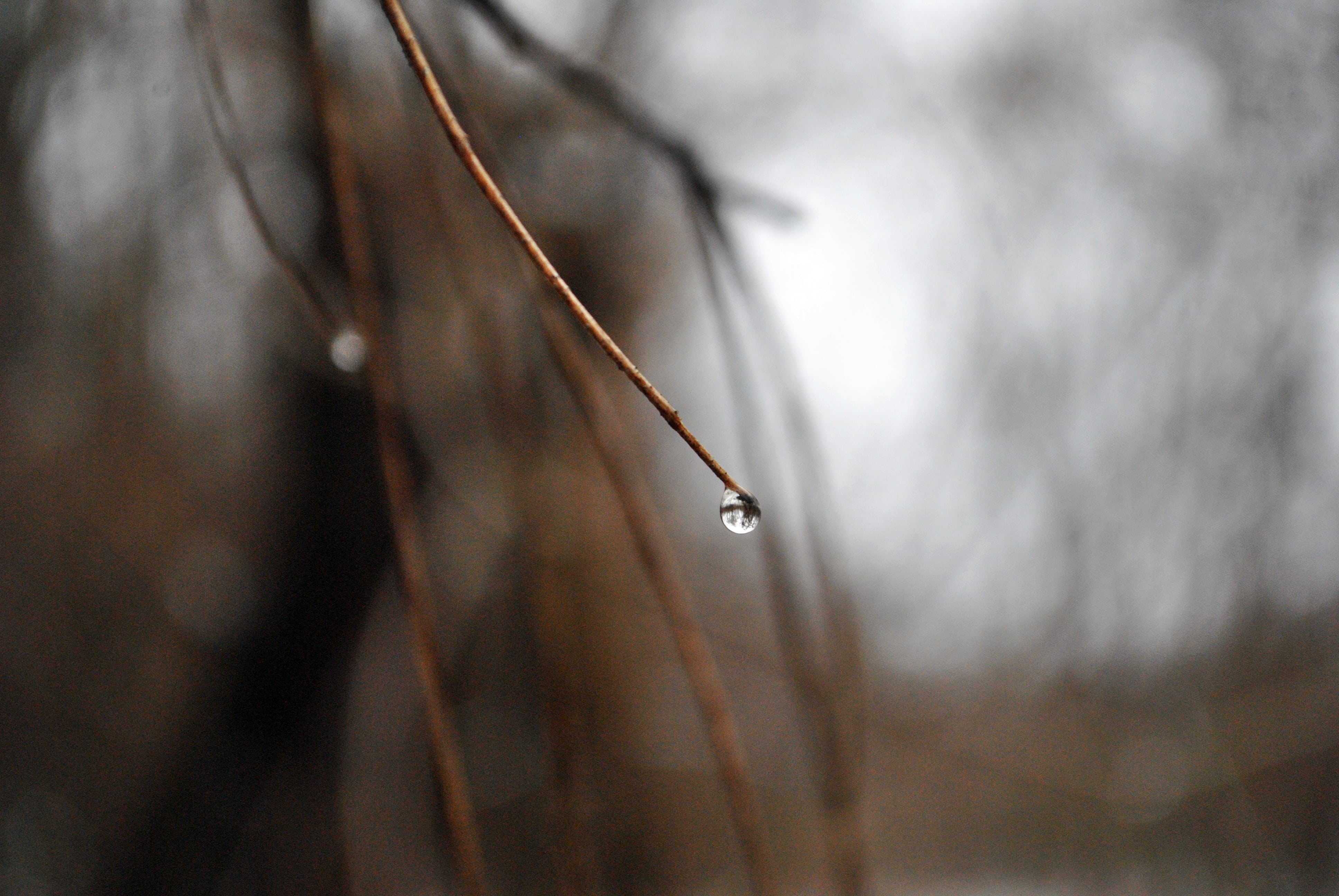 winter, backgrounds, wood, season, purity, color, wet, 4K, twig, tranquility, environment, defocused, water, nature, stem, rain, light, focus on foreground, HD Wallpaper