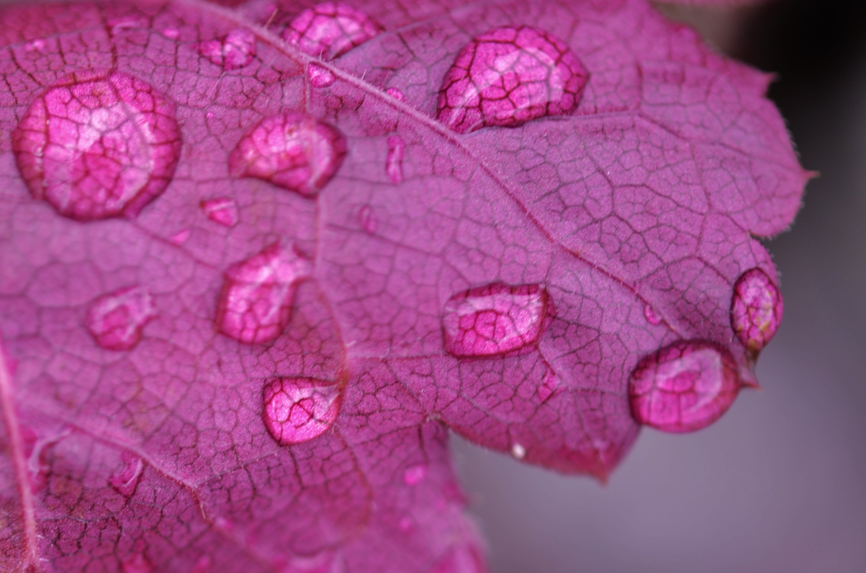 Plant, pink color, Water, rain, studio shot, fragility, close-up, raindrop, macro, illness, botany, season, plant part, transparent, no people, Drop, growth, HD Wallpaper