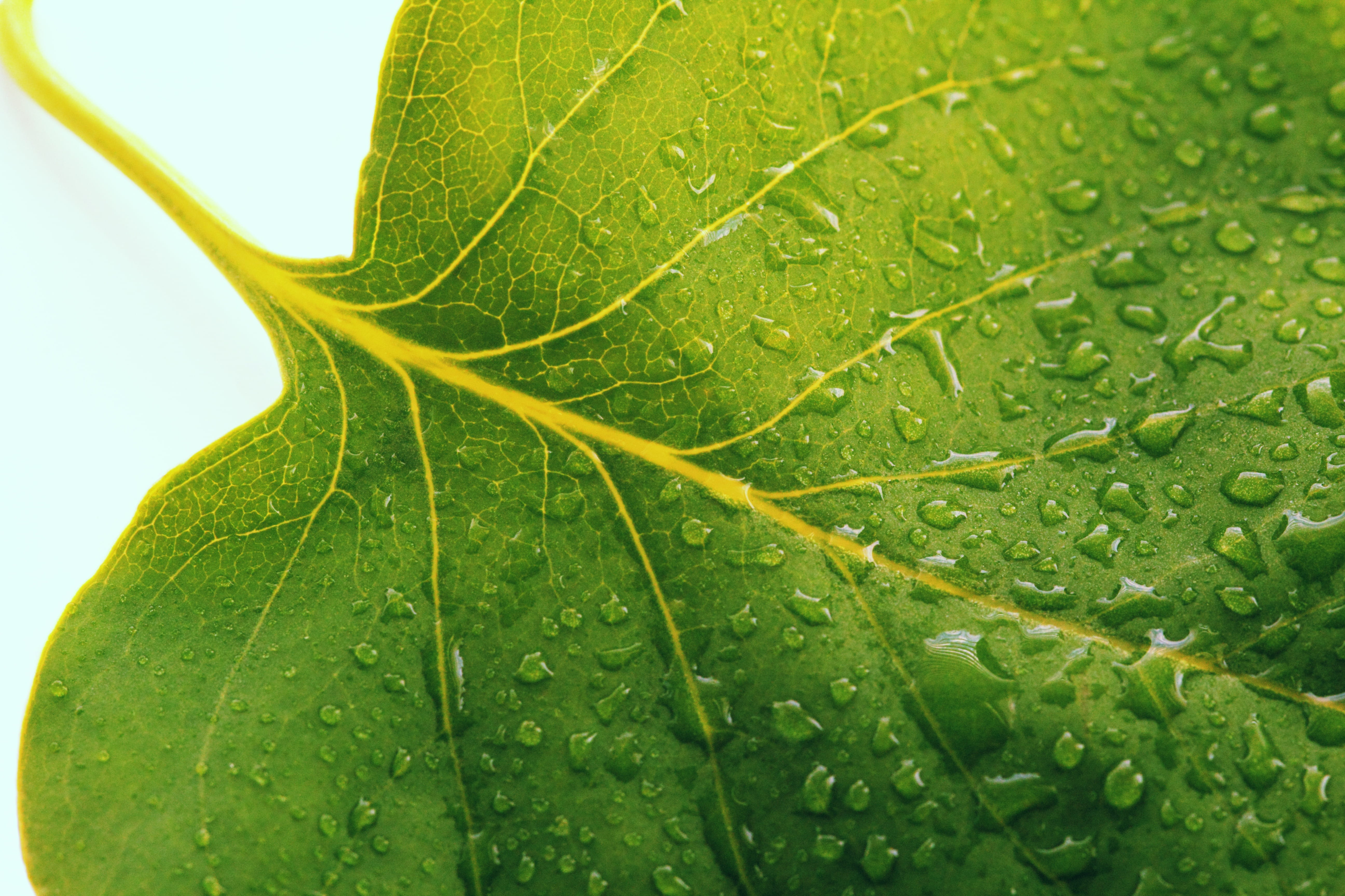 fragility, no people, beauty in nature, seasonal, water, growing, wet, nature, leaves, green leaf, plant part, freshness, growth, natural, green, spring, HD Wallpaper