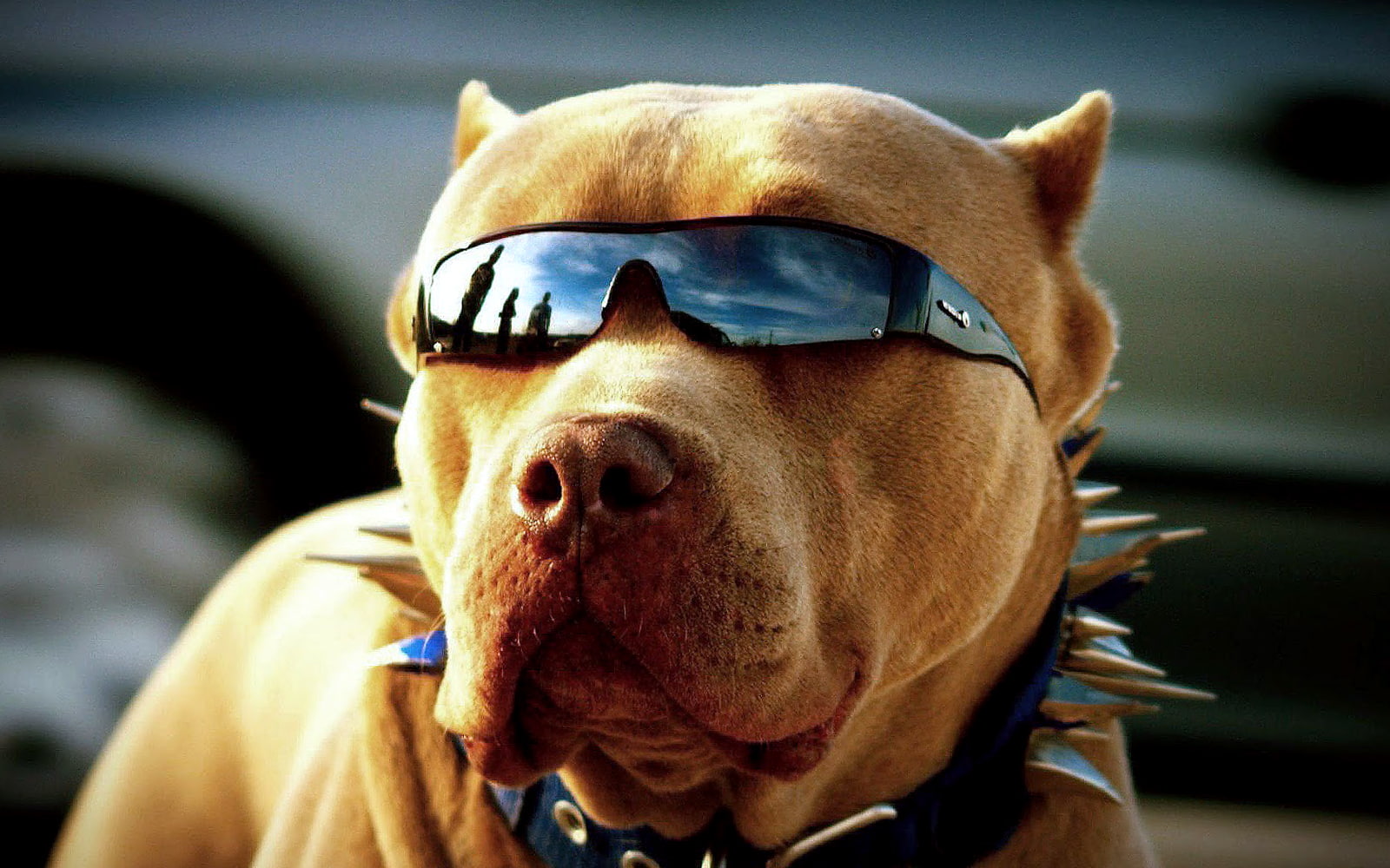 domestic animals, animal tongue, dog, animal head, animal nose, 720P, animal mouth, animal, animal themes, vertebrate, pets, close-up, pitbull, portrait, HD Wallpaper