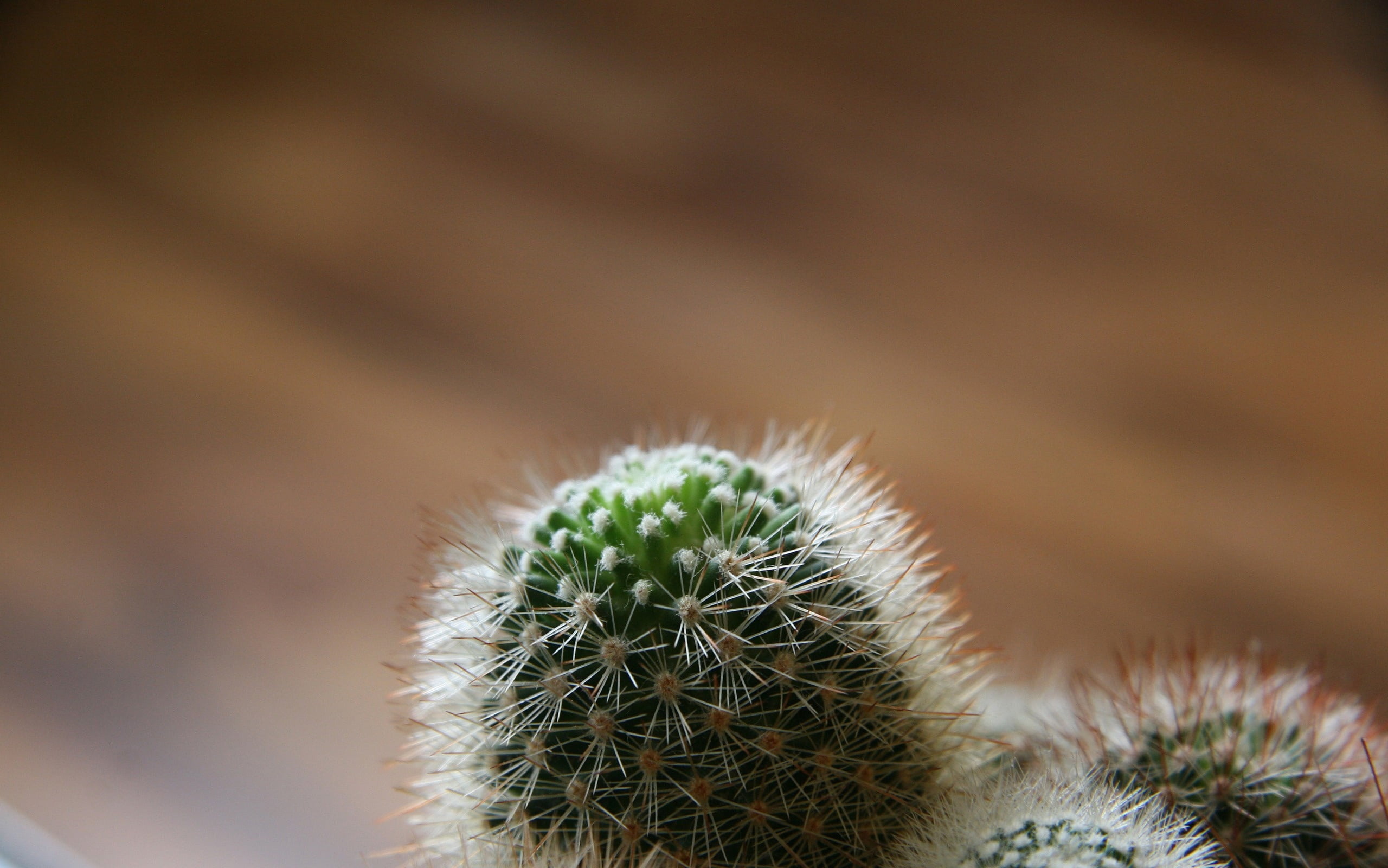 summer, botany, spiked, communication, no People, day, thorn, growth, needle - plant part, sharp, ecosystem, spiky, fluffy, climate, arid climate, cactus, HD Wallpaper