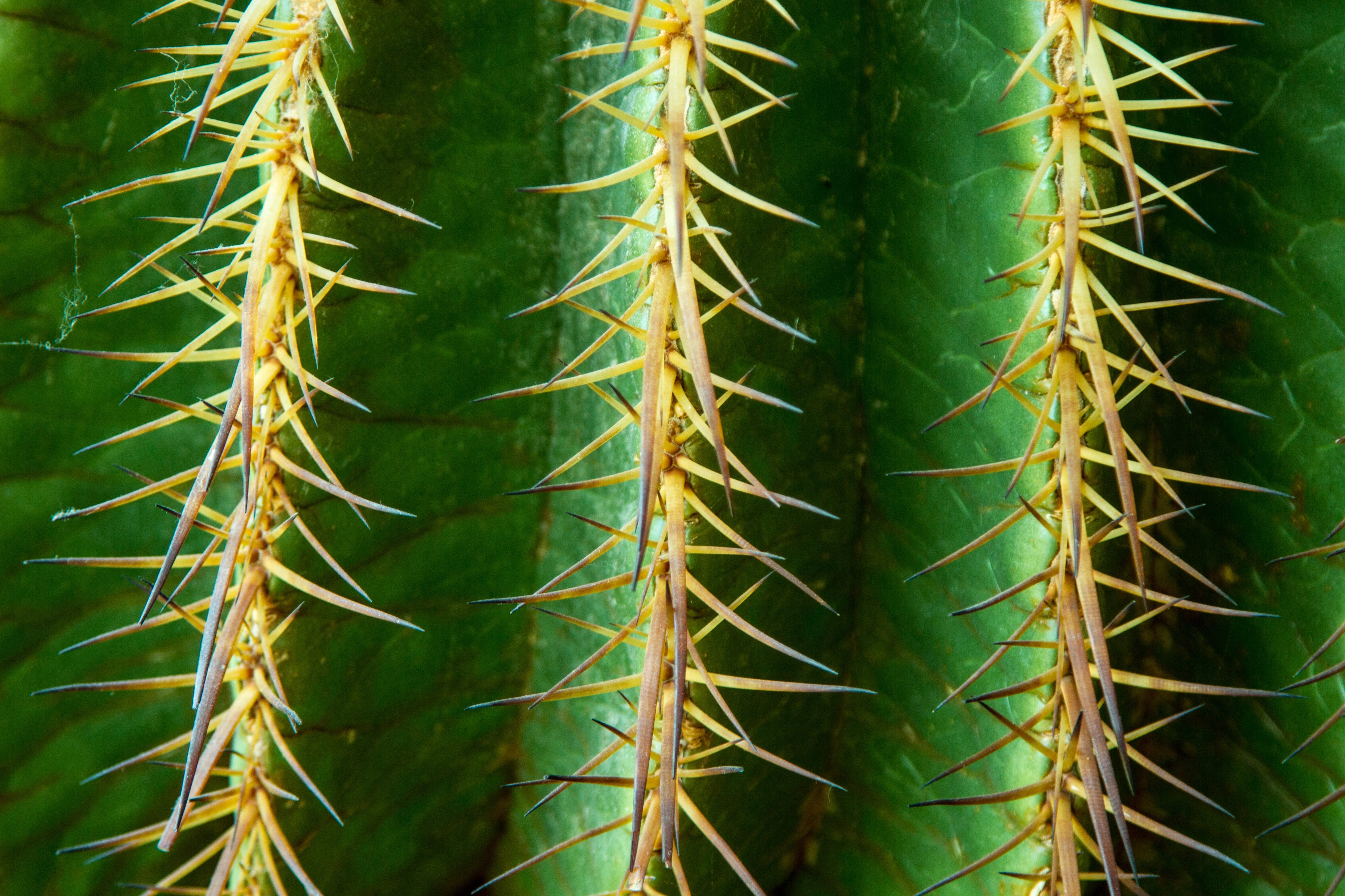 bamboo - plant, focus on foreground, natural pattern, pattern, full frame, succulent plant, brown, prickly, cactus, sharp, spiky, close-up, outdoors, no people, HD Wallpaper