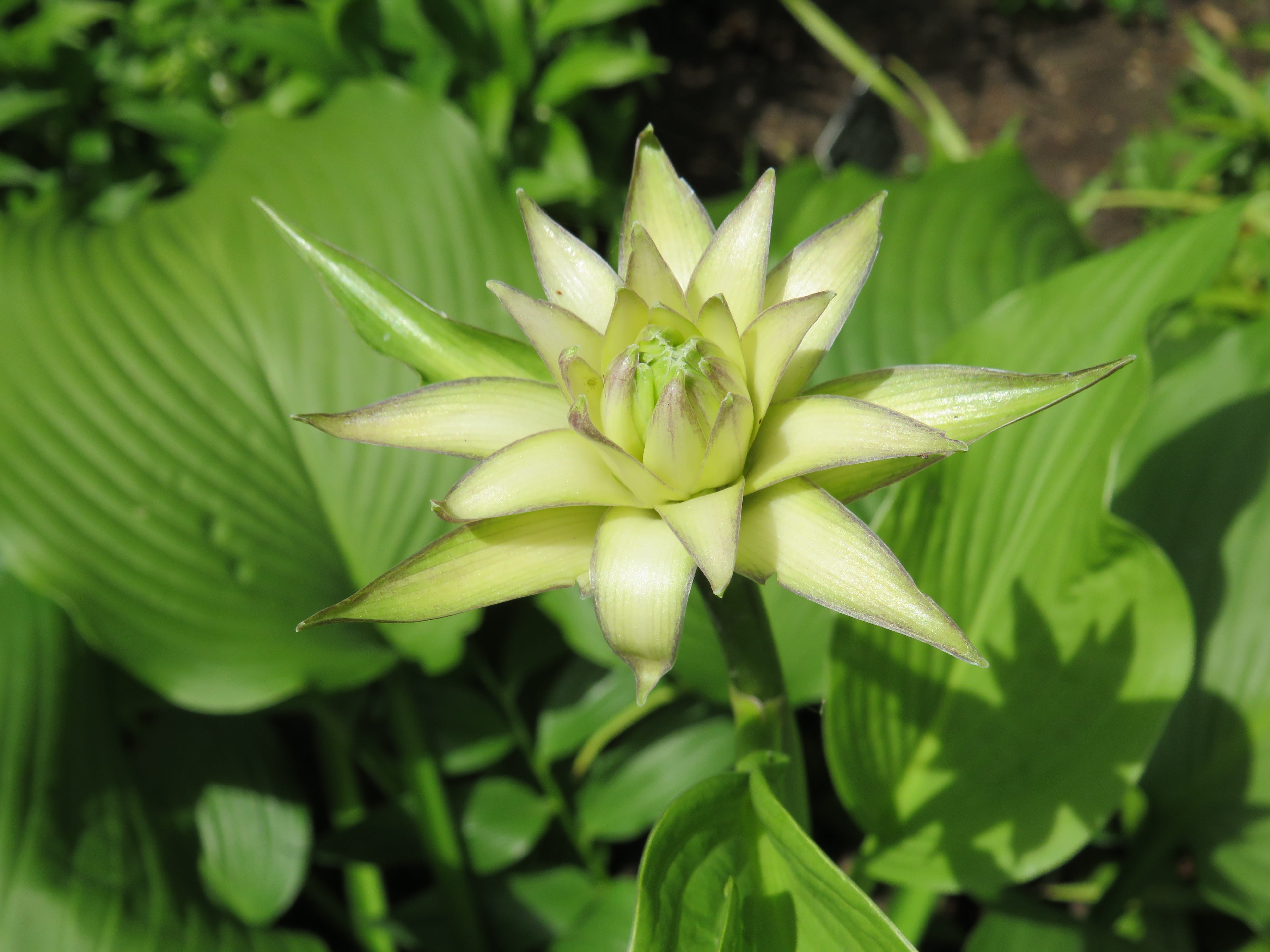 beauty in nature, vulnerability, green color, growth, day, no people, outdoors, nature, fragility, Leaf, Flower, close-up, freshness, plant, flowering plant, HD Wallpaper