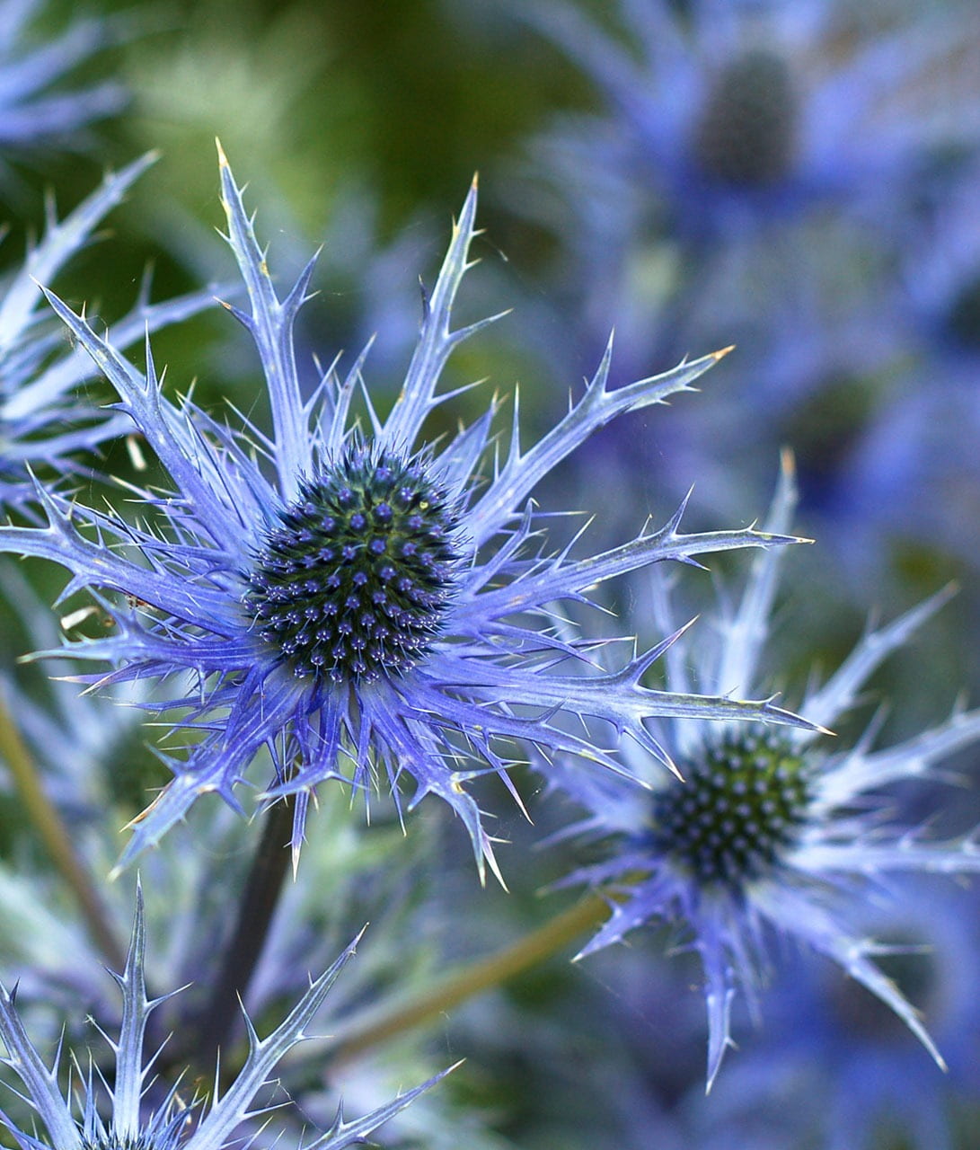 close-up, plant, blue, beauty in nature, outdoors, growth, unusual, day, flowering plant, focus, springtime, photography, fragility, sea holly flower, strange, Phone HD Wallpaper