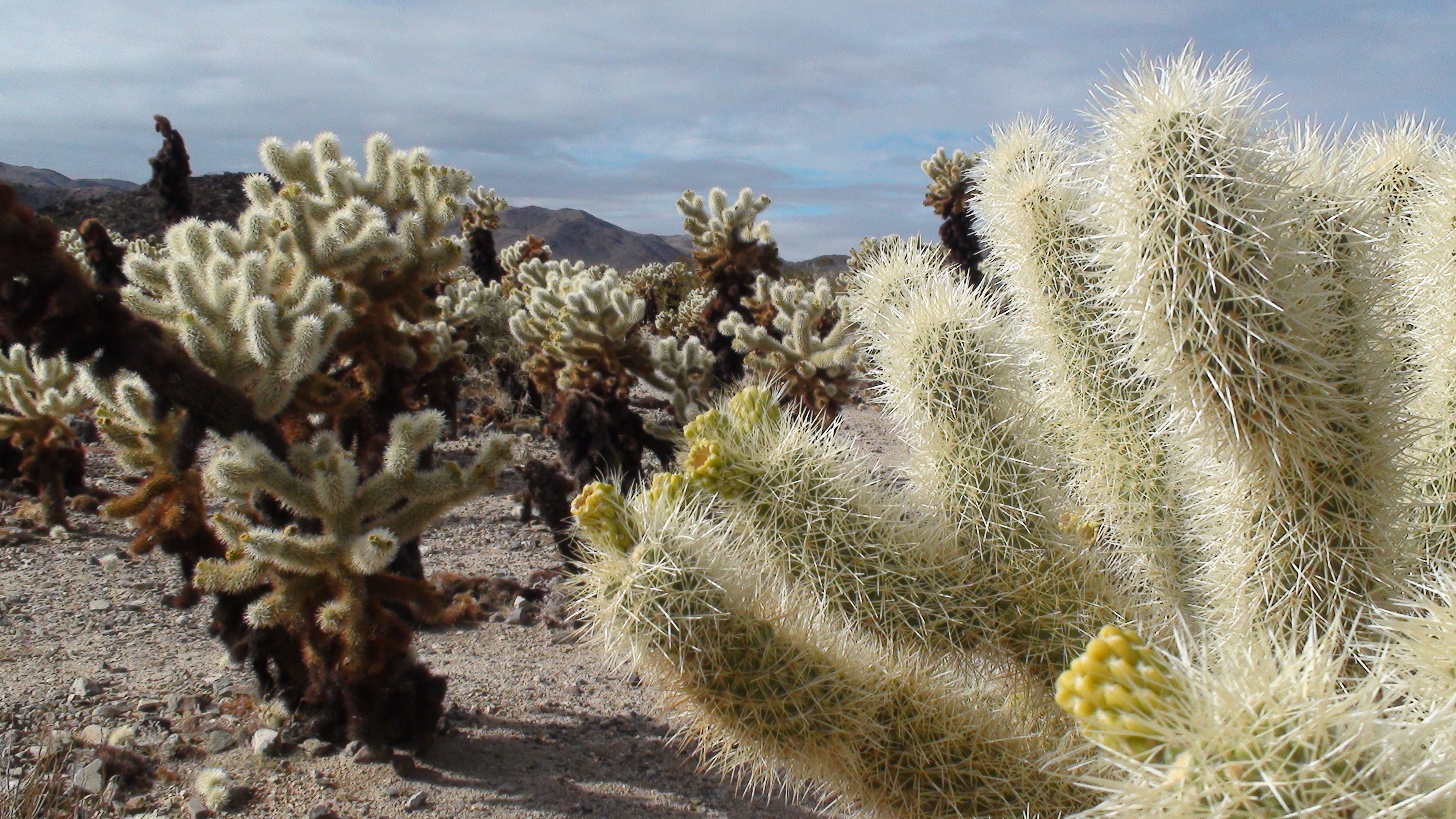 sunlight, cactus, no people, succulent plant, green, sky, flower, outdoors, desert, tranquility, arid climate, spiked, spiky, close-up, plant, ground, nature, HD Wallpaper
