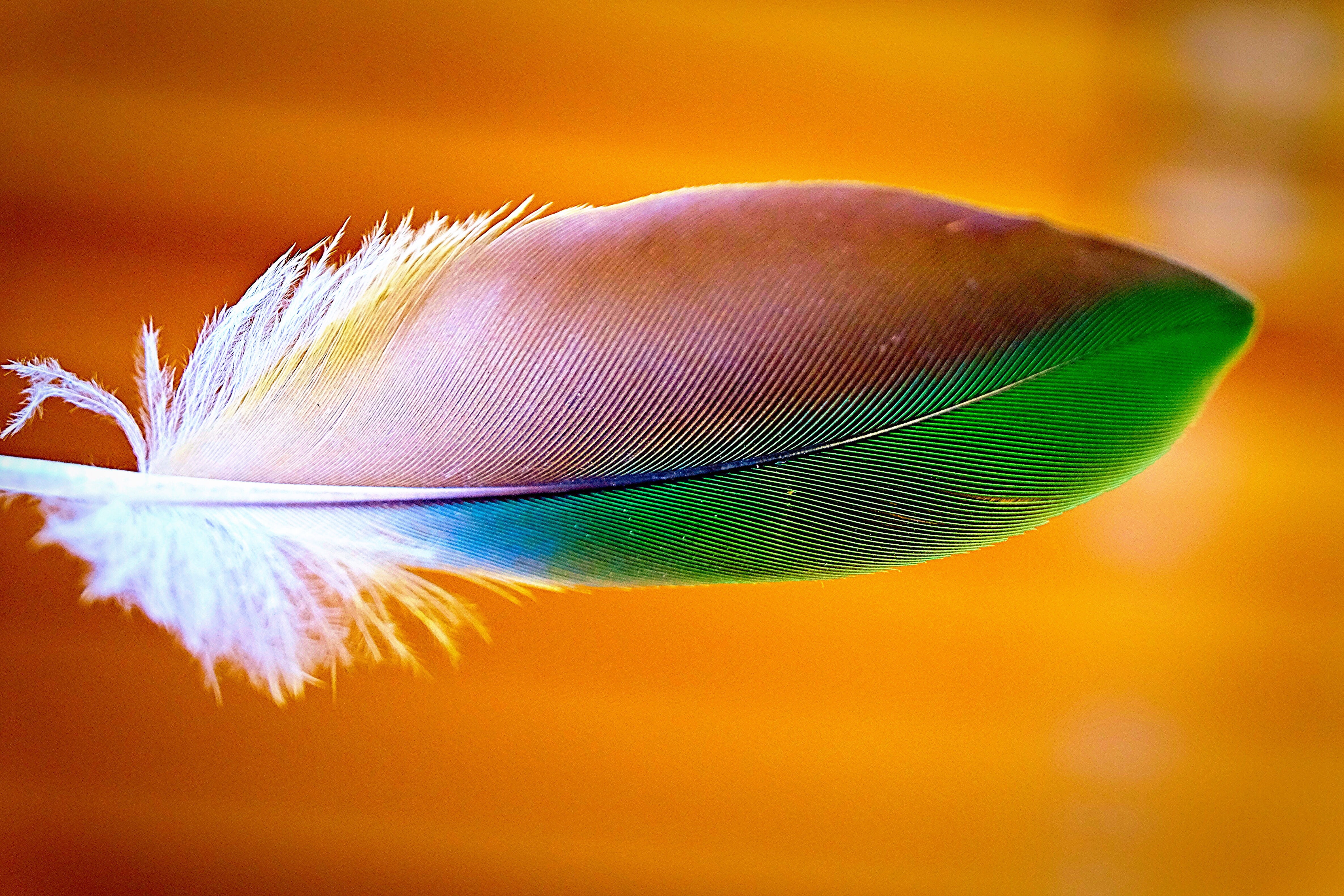 macro shot, close-up, macro, blue, bird, nature, pink, soft, 4K, IMG, animal Wing, photography, shot, colourful, wow, animal, green, multi Colored, Feather, HD Wallpaper