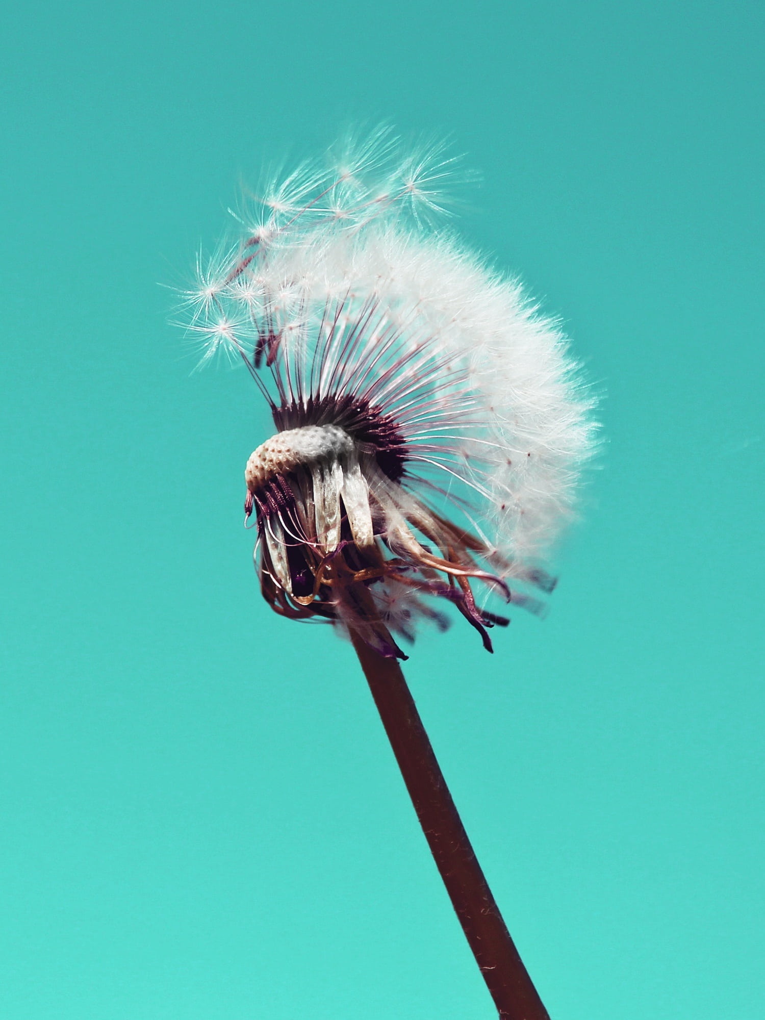 colored background, woolly, roadside, incomplete, pointed flower, fluffy, artistically, airy, green, bloom, pollen, green background, blow, nature, 1080P, Phone HD Wallpaper