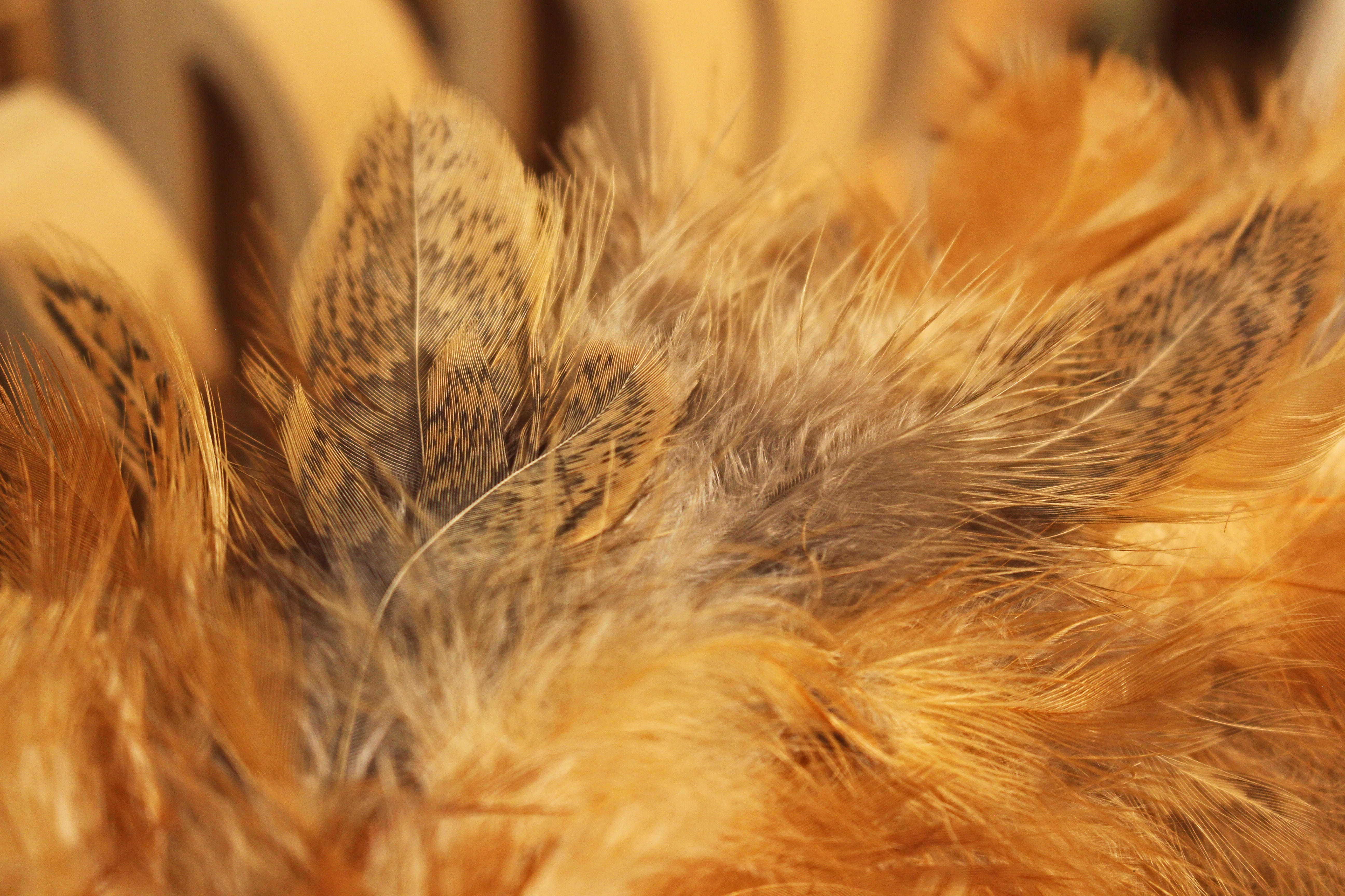 mammal, animal world, nature, animal, wing, extreme close-up, lightweight, brown, slightly, filigree, bird feather, down, decorative, deco, backgrounds, HD Wallpaper
