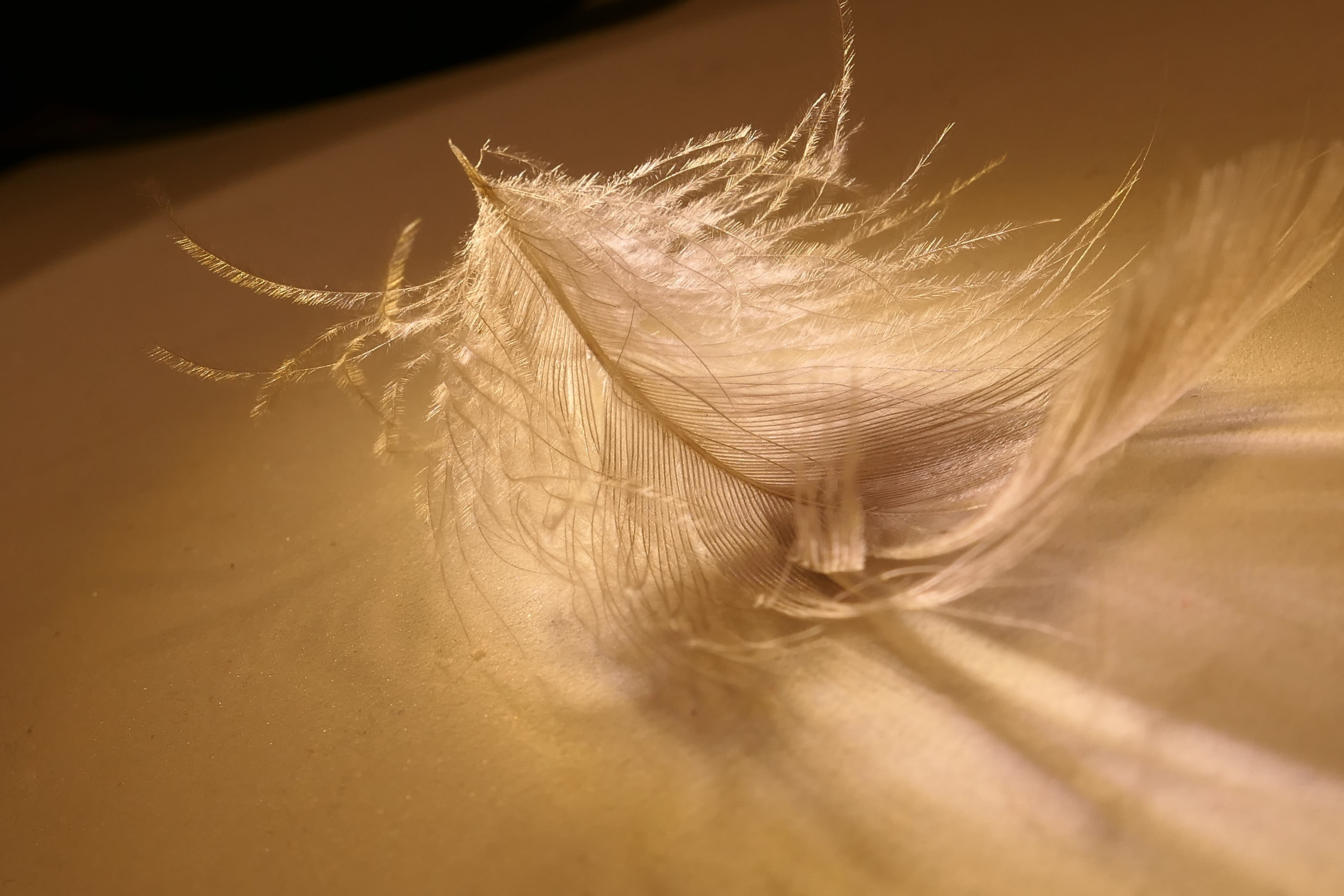 down feather, close-up, feather, plumage, vulnerability, softness, white, filigree, bird feather, gold colored, fragility, extreme close-up, indoors, slightly, HD Wallpaper
