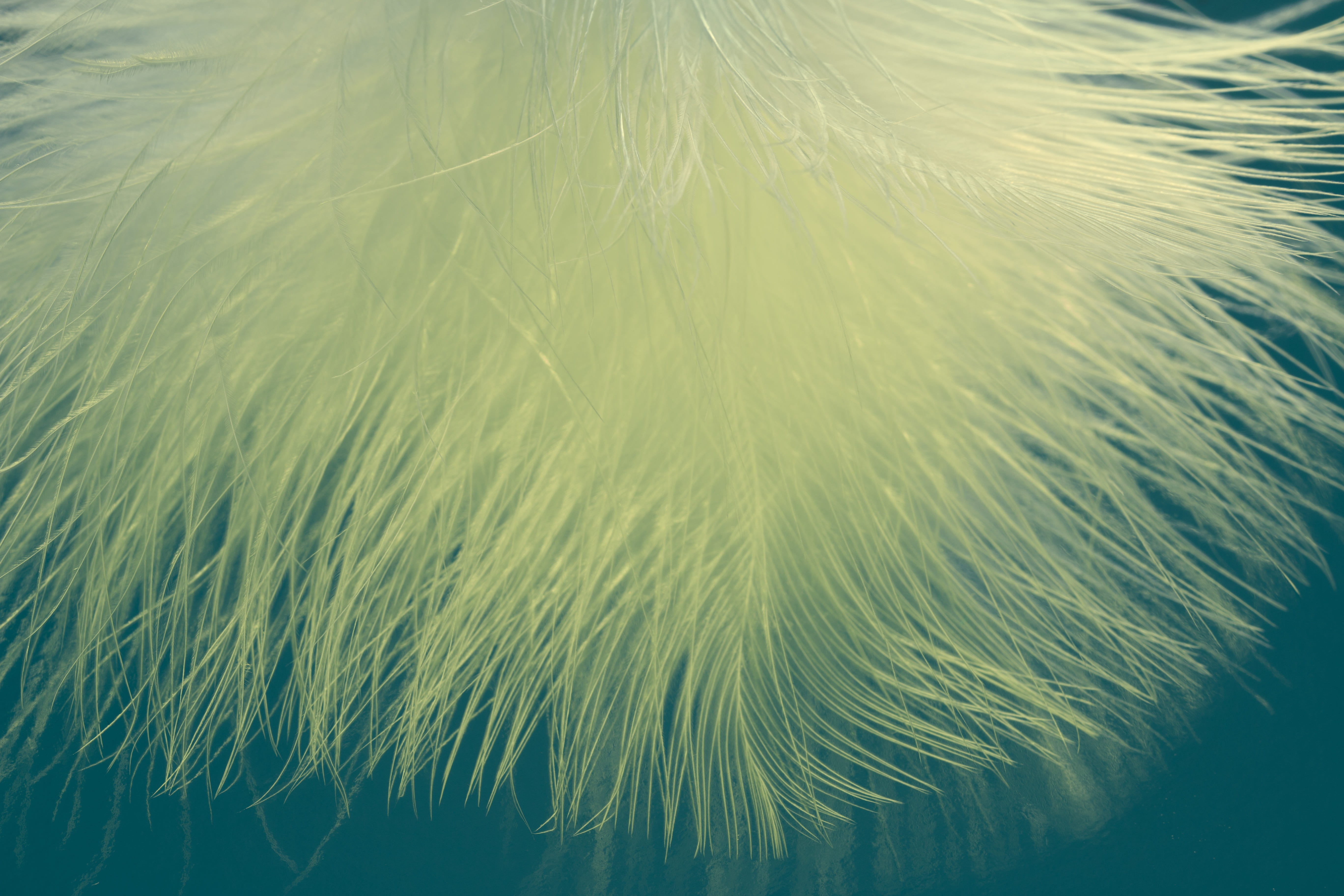 turquoise colored, purity, no people, spring dress, fluffy, pattern, water, close, full frame, slightly, beauty in nature, yellow, photo, ease, tranquility, HD Wallpaper