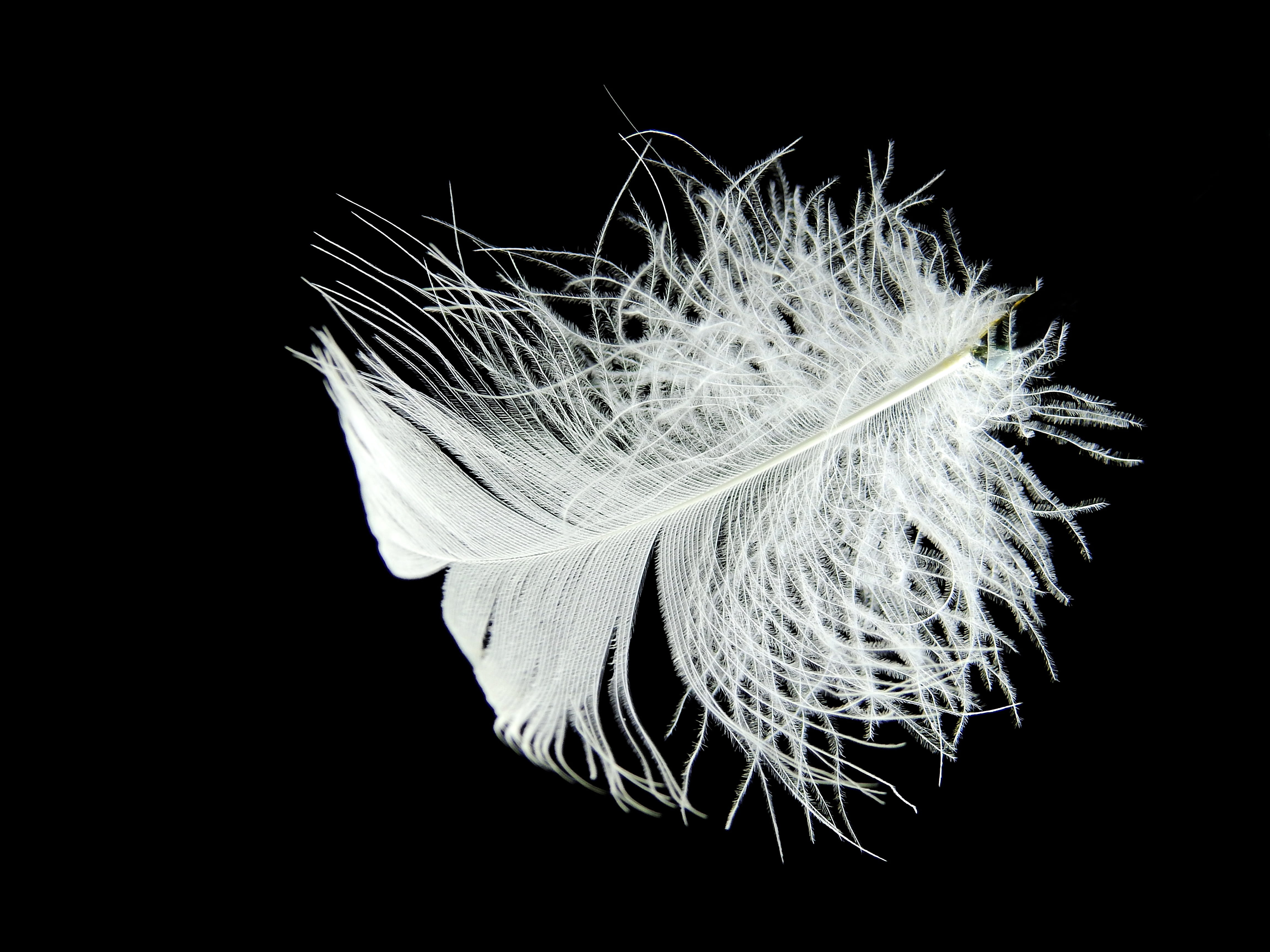 fluffy, white, growth, 4K, beauty in nature, dandelion seed, flower head, black background, softness, studio shot, no people, nature, gentle, white color, HD Wallpaper