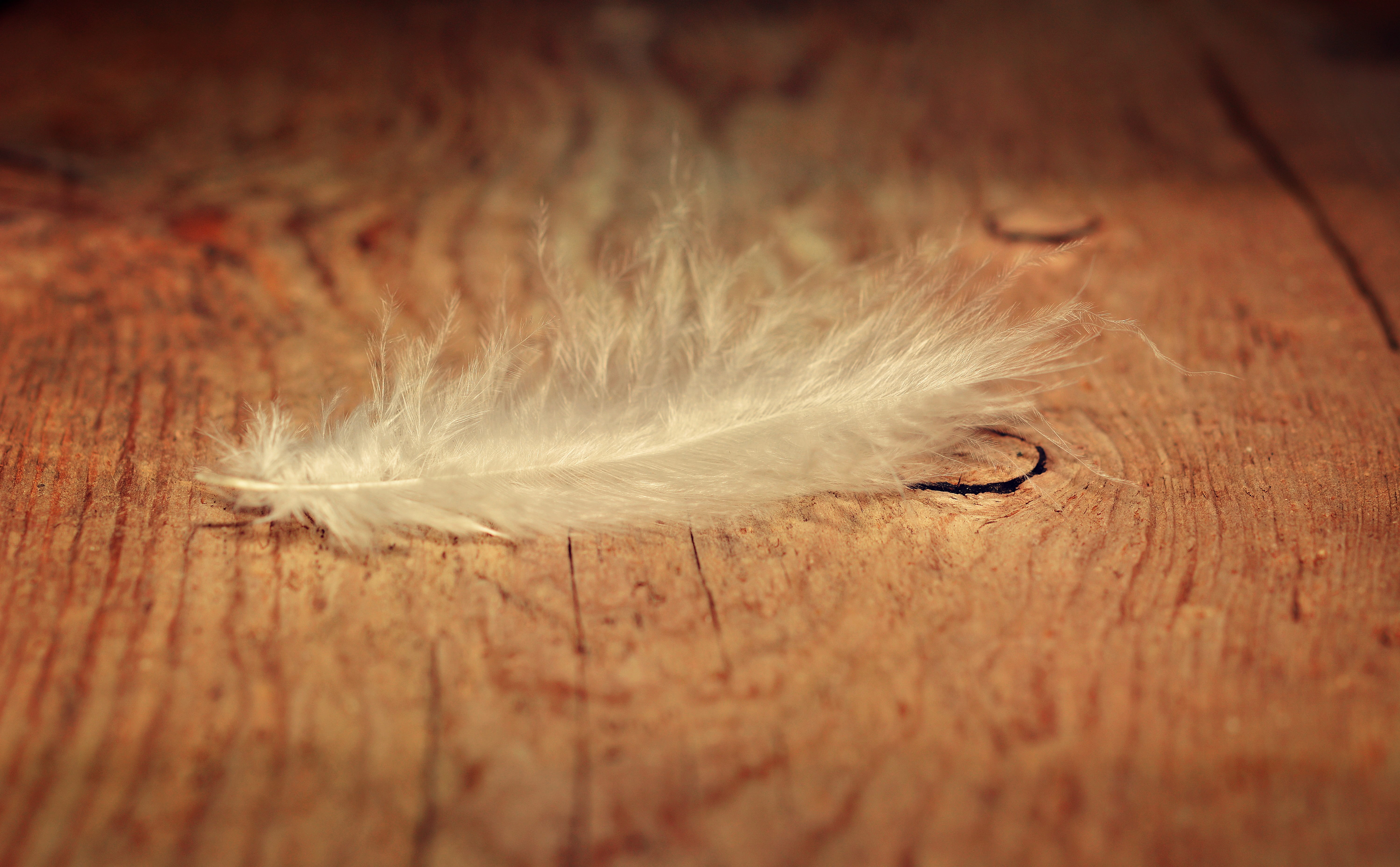 flooring, domestic, fragility, mammal, domestic animals, slightly, lightweight, old, retro look, pets, no people, one animal, animal themes, rustic, wood, HD Wallpaper