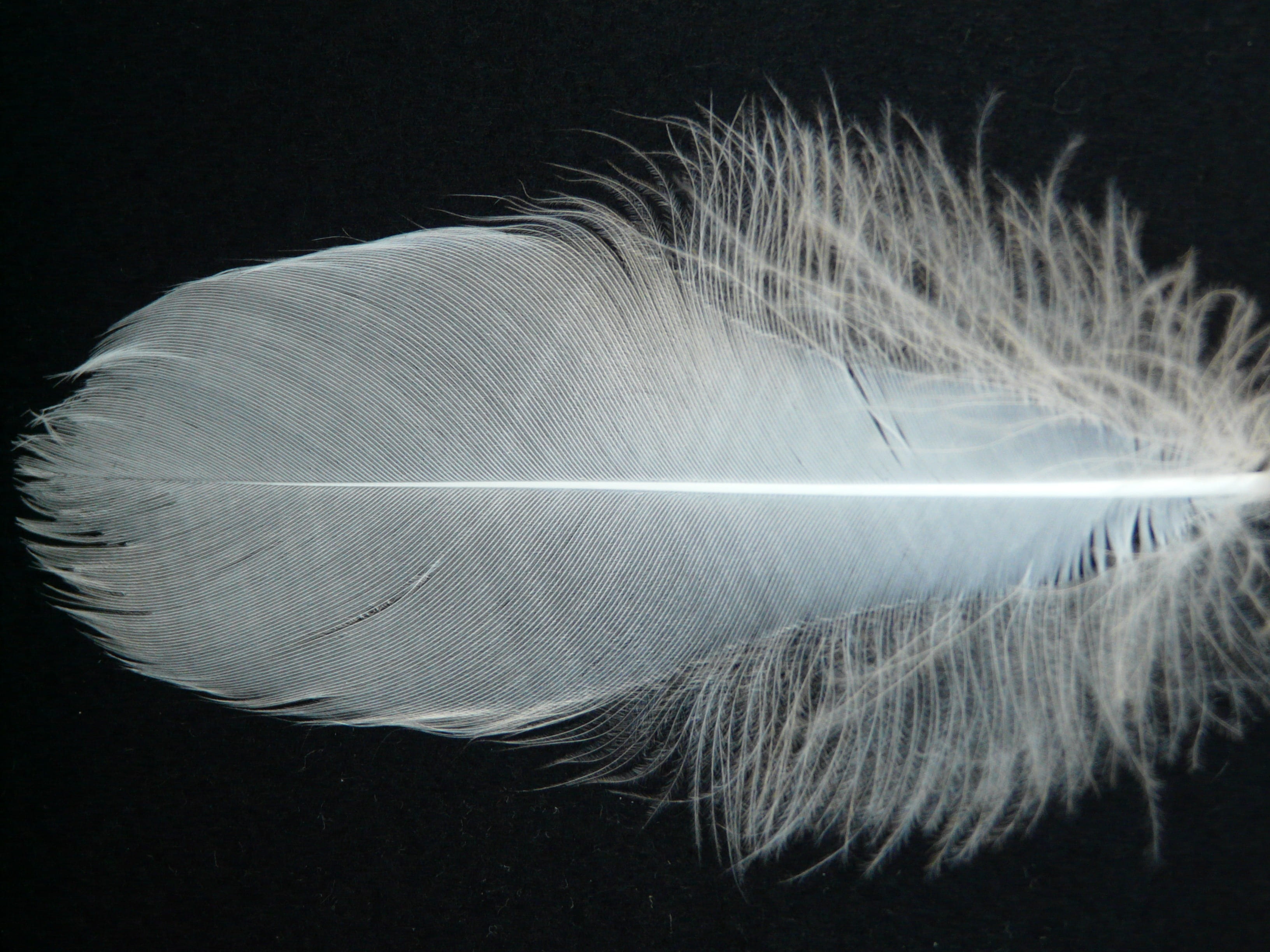 lightweight, gray, slightly, close-up, fluffy, single object, bird feather, fly, white color, 2K, fragility, still life, softness, motion, down, airy, HD Wallpaper