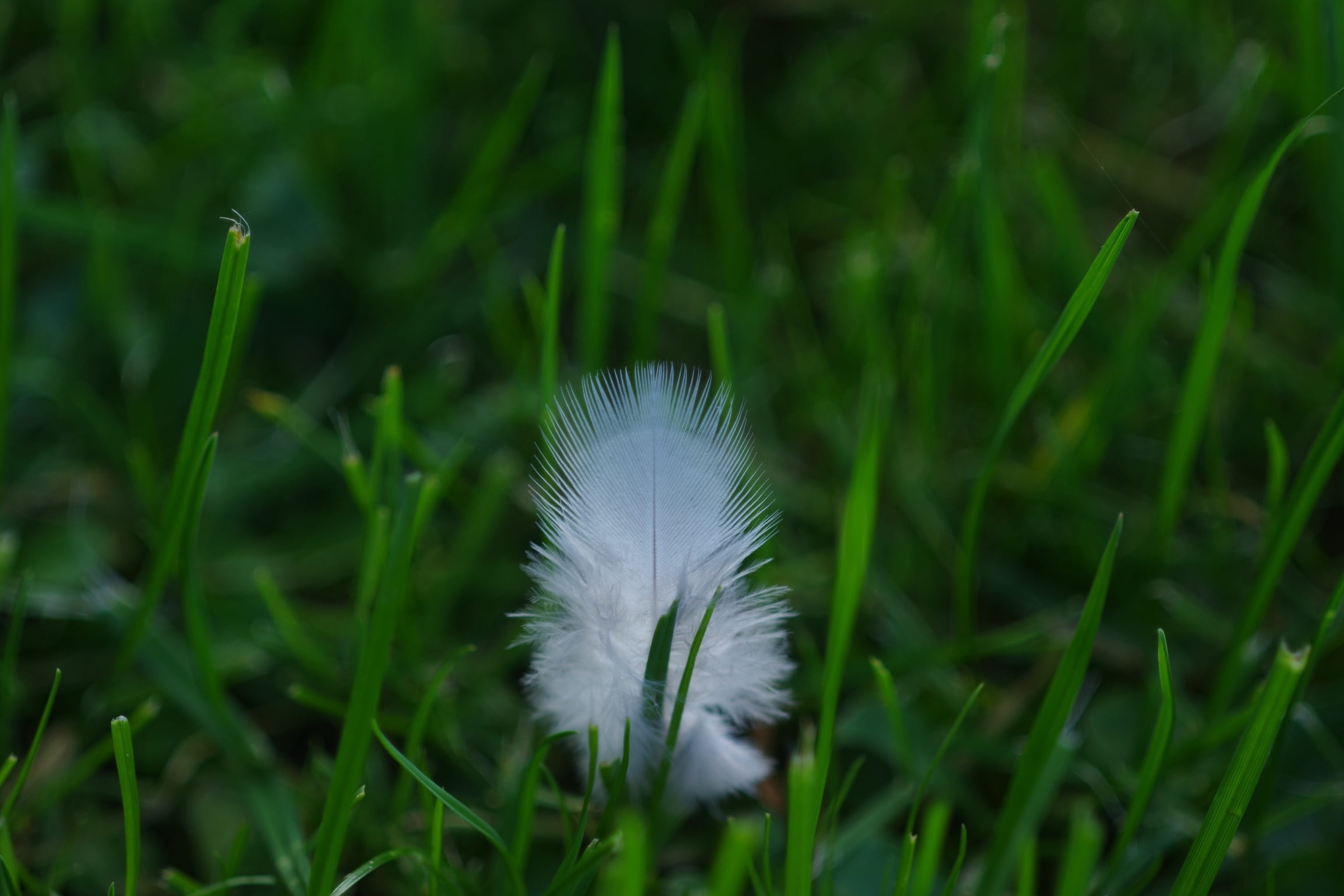 filigree, flower, day, featherweight, beauty in nature, no people, fluffy, close-up, vulnerability, land, white color, green, field, freshness, focus on foreground, HD Wallpaper