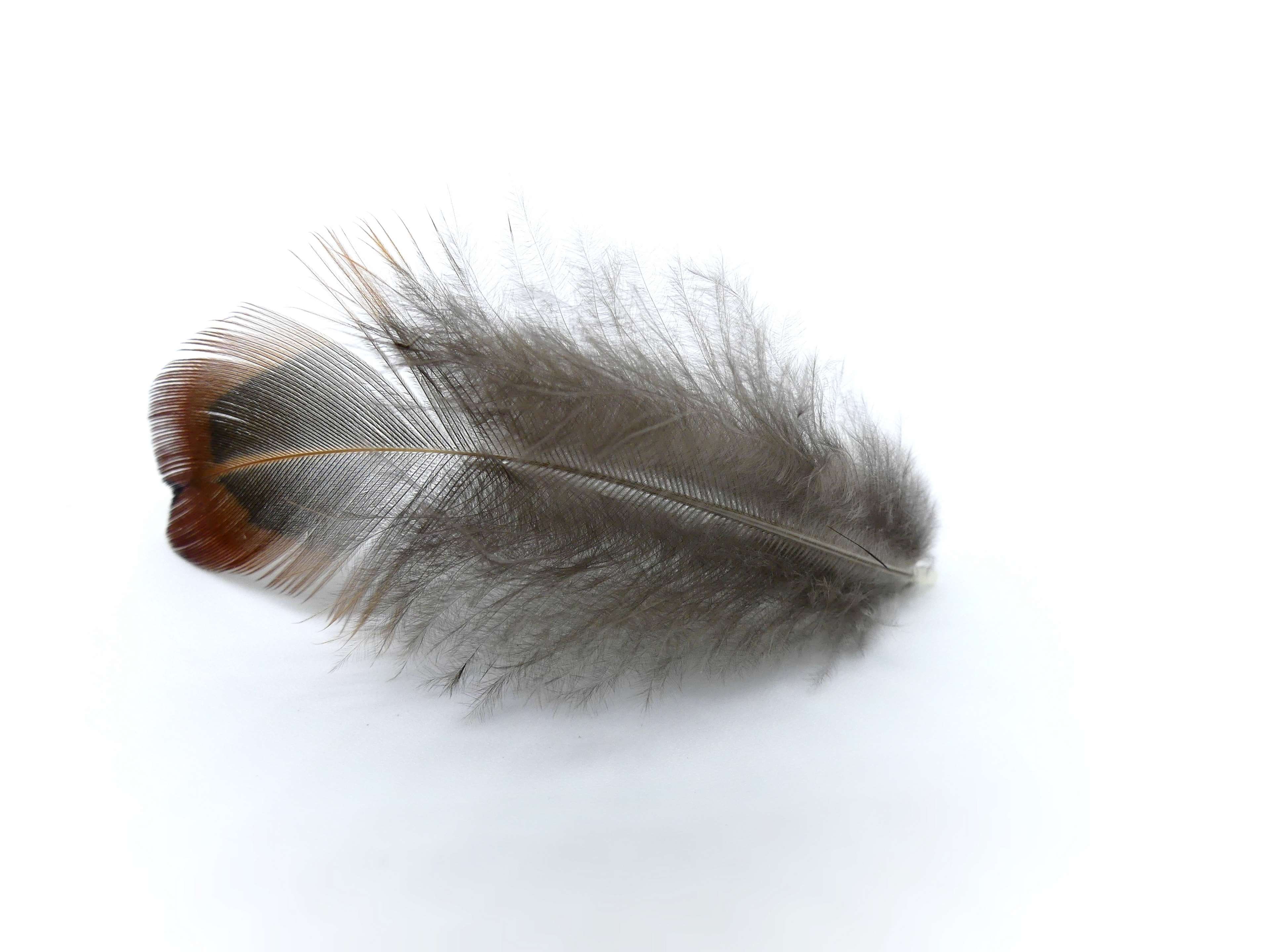 hair, fluffy, softness, fragility, no people, bird, studio shot, airy, structure, indoors, close-up, spring dress, single object, bird feather, pheasant, HD Wallpaper