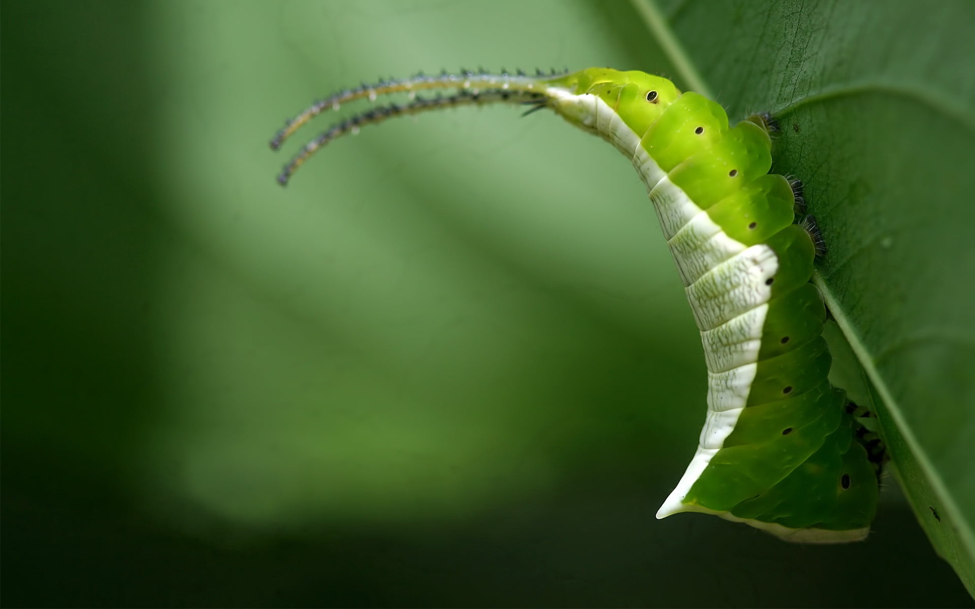 1080P, insect, spots, animal, animals in the wild, focus on foreground, close-up, day, leaf, caterpillar, green, nature, no people, animal themes, grass, HD Wallpaper