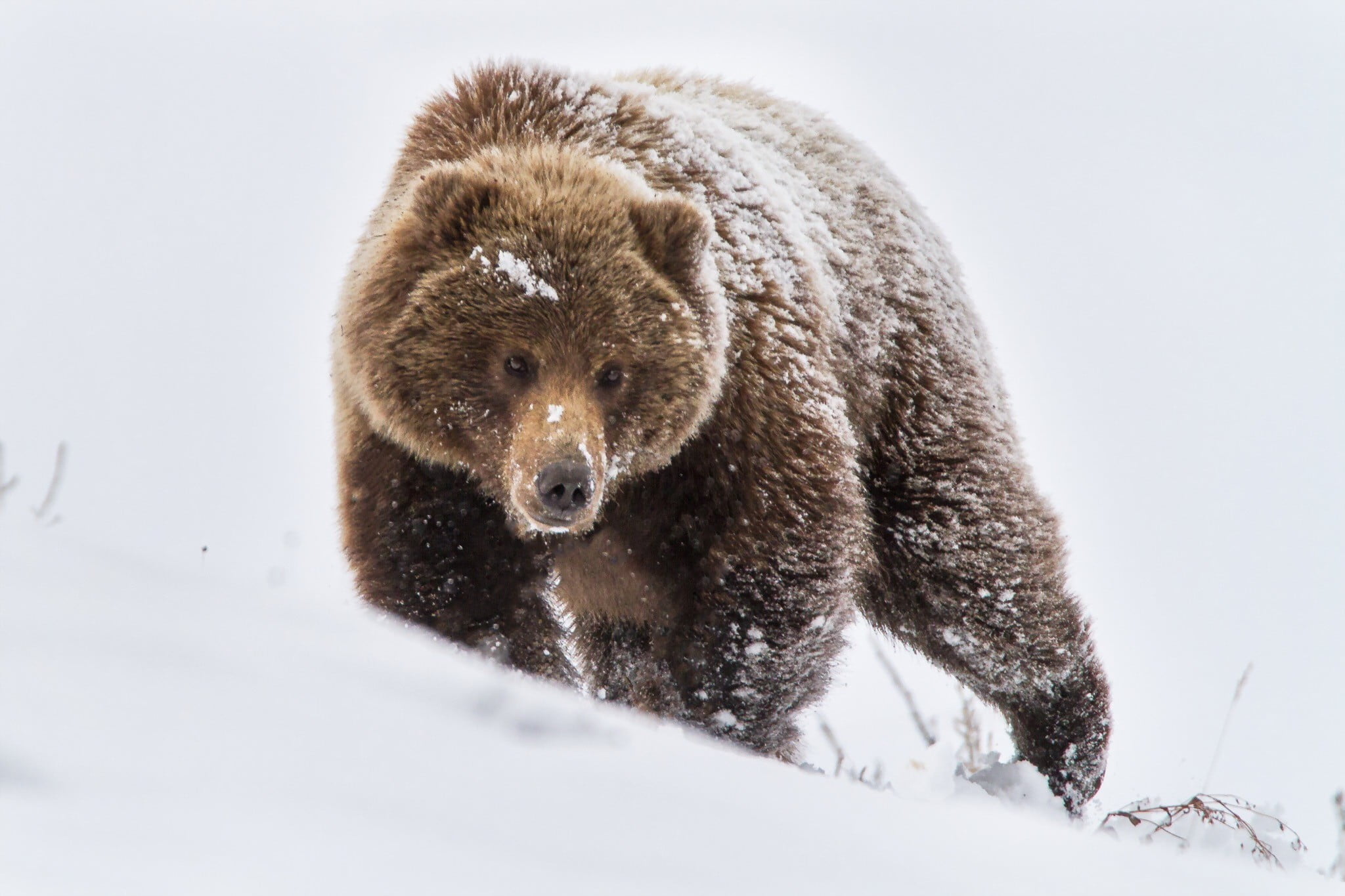 day, animal, animals in the wild, white, no people, bears, full length, winter, mammal, vertebrate, textile, 1080P, animal themes, bear, snow, outdoors, HD Wallpaper