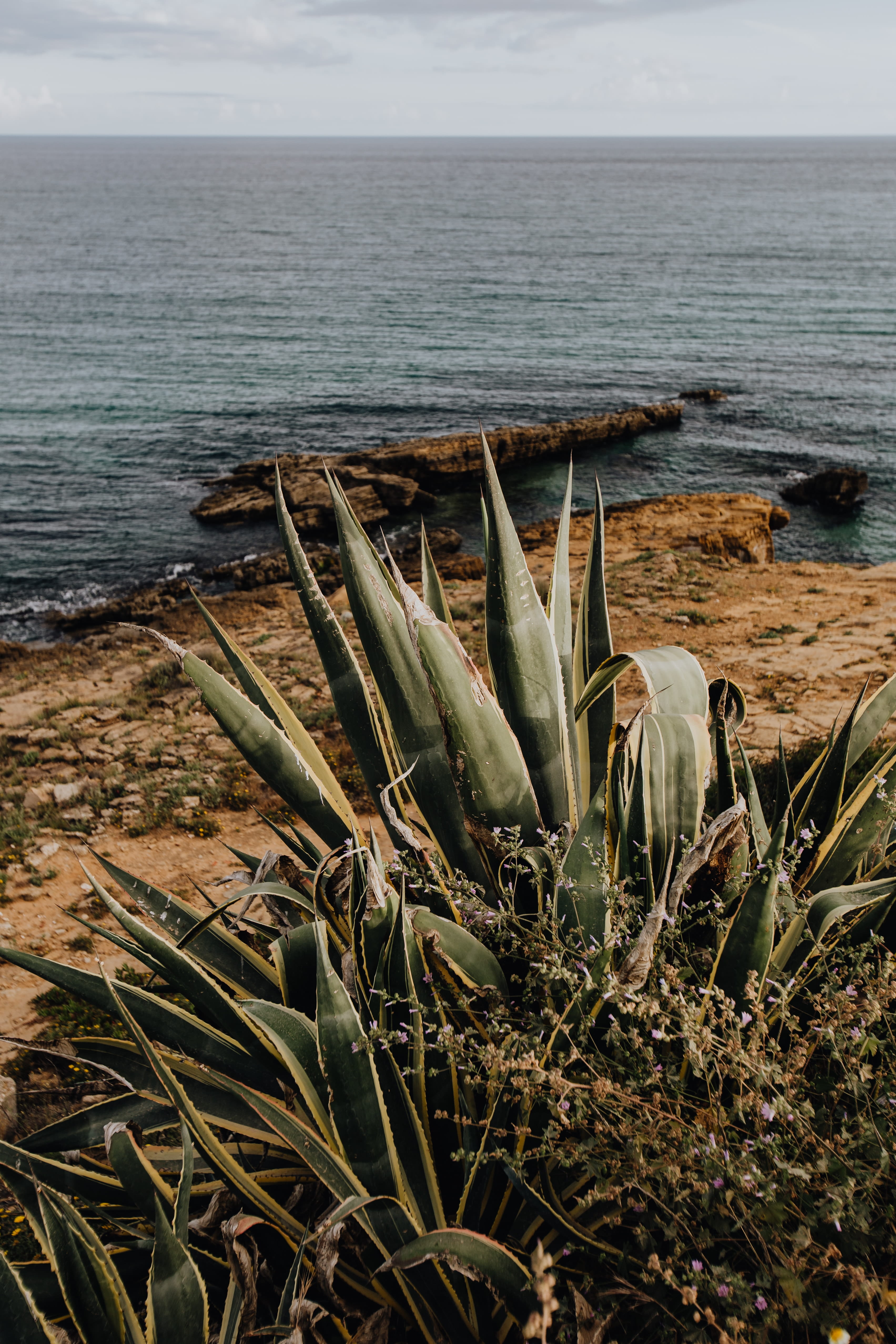 Succulent, plant, non-urban scene, outdoors, horizon over water, growth, portugal, water, sea, beauty in nature, horizon, sky, beach, land, algarve, agave, Phone HD Wallpaper