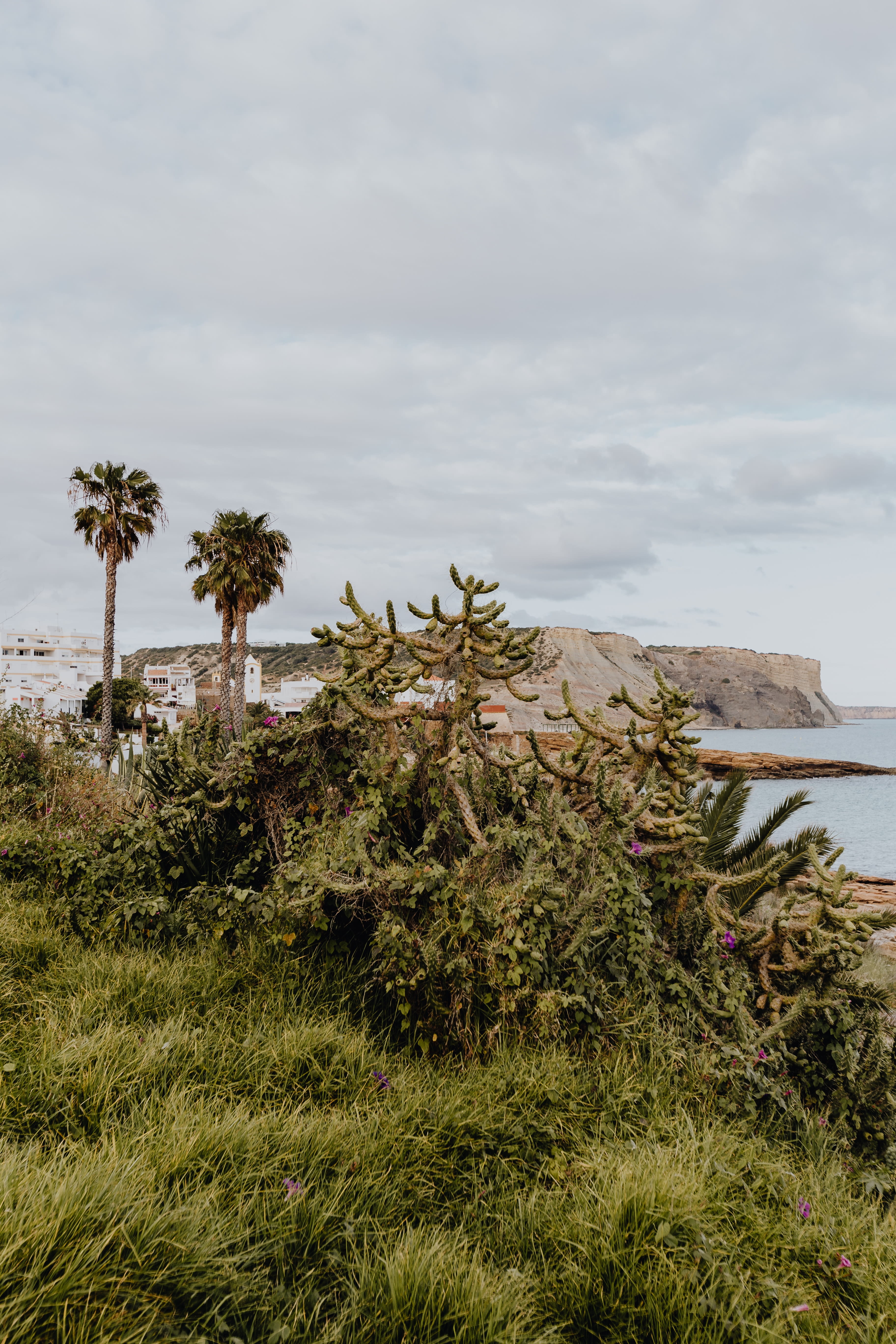 outdoors, growth, flora, Succulent, green color, tree, plant, garden, agave, nature, water, land, cloud - sky, grass, no people, 5K, plants, scenics - nature, Phone HD Wallpaper