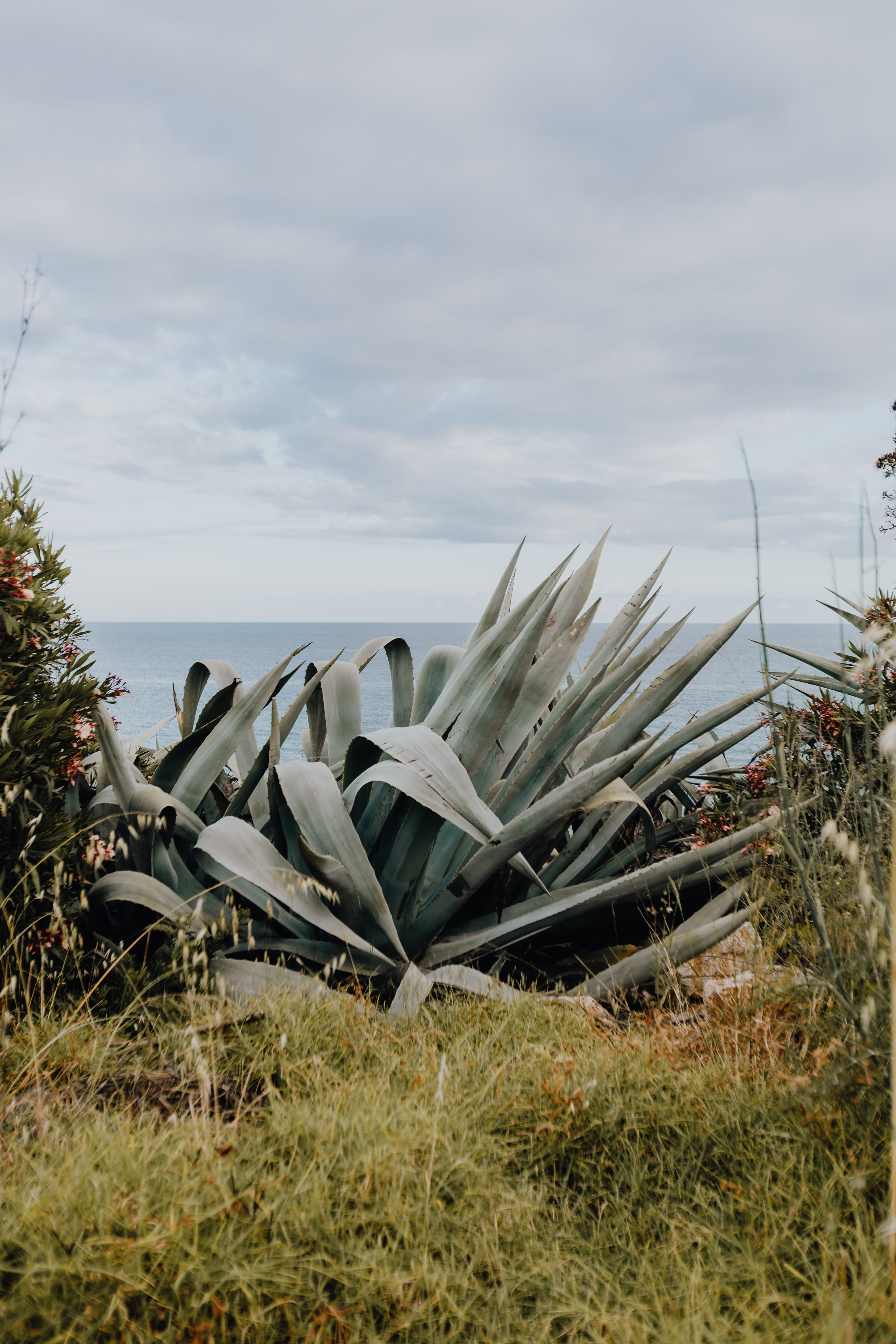 obsolete, agave, no people, day, nautical vessel, Succulent, cloud - sky, botanical, algarve, scenics - nature, mode of transportation, 5K, sky, opuntia, Phone HD Wallpaper