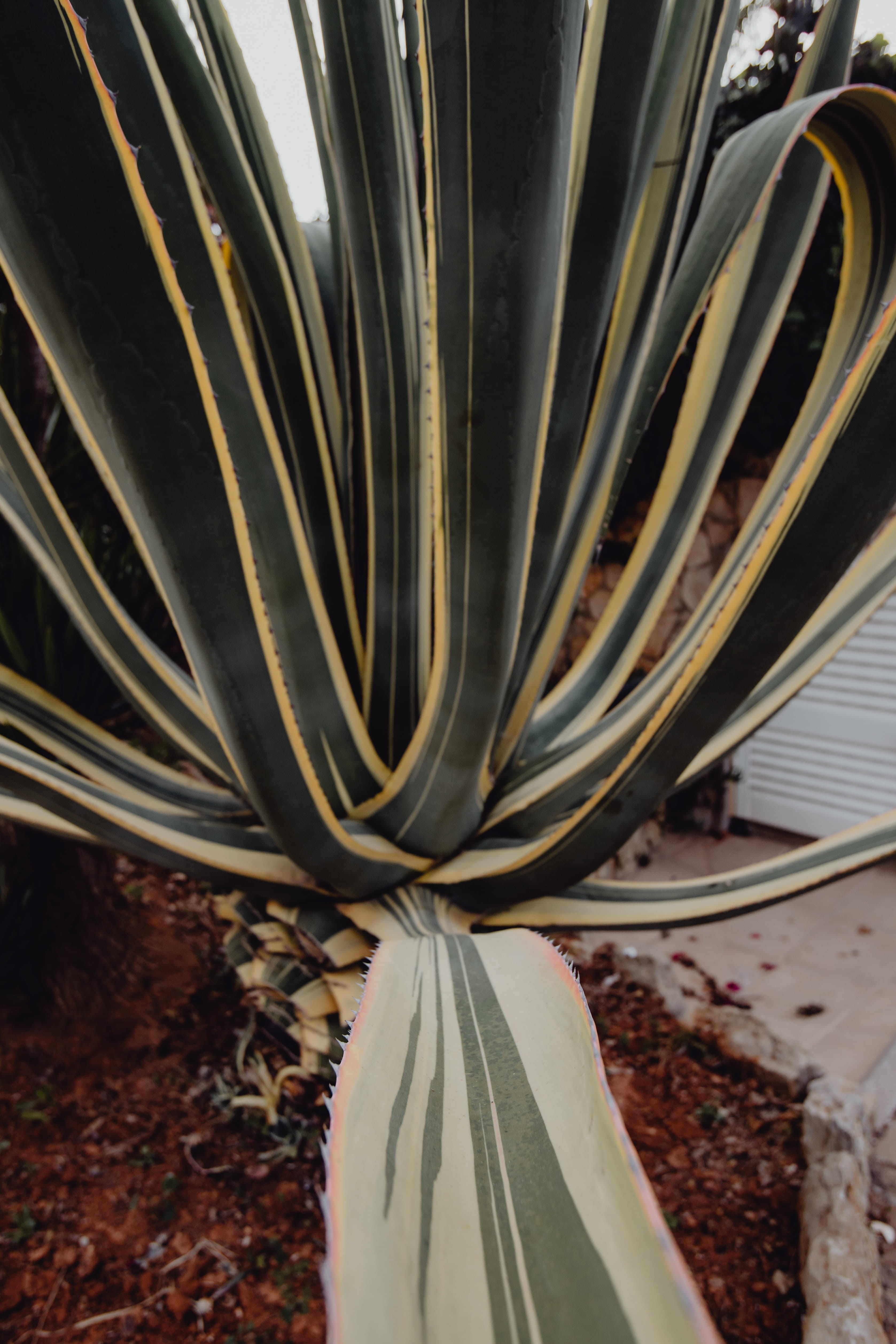 botanical, cacti, no people, close-up, built structure, pipe - tube, opuntia, machine part, agave, day, plants, industry, architecture, steel, growth, indoors, Phone HD Wallpaper