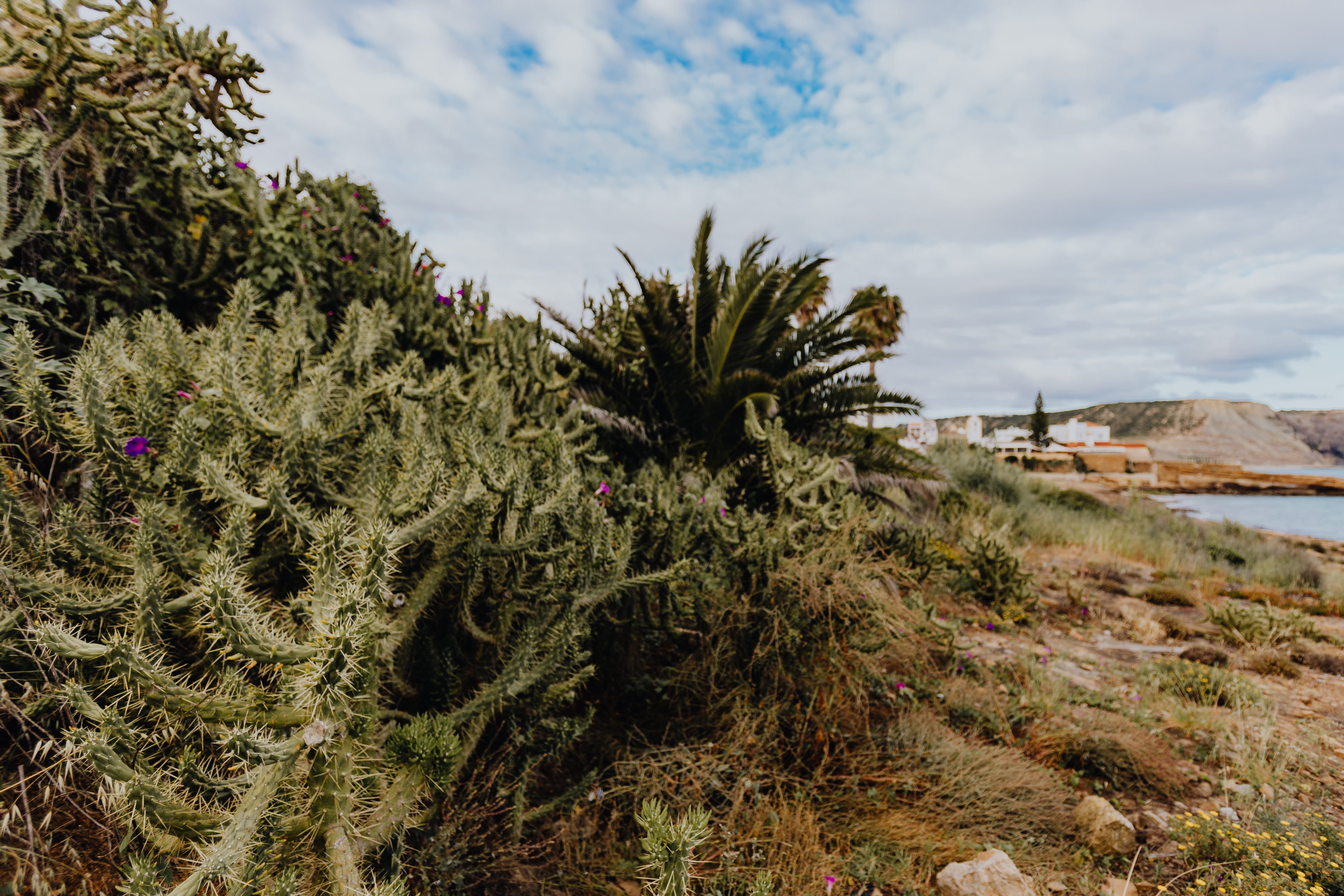 outdoors, plant, opuntia, green color, algarve, non-urban scene, no people, tranquility, tranquil scene, beauty in nature, cactus, flora, sky, nature, growth, HD Wallpaper