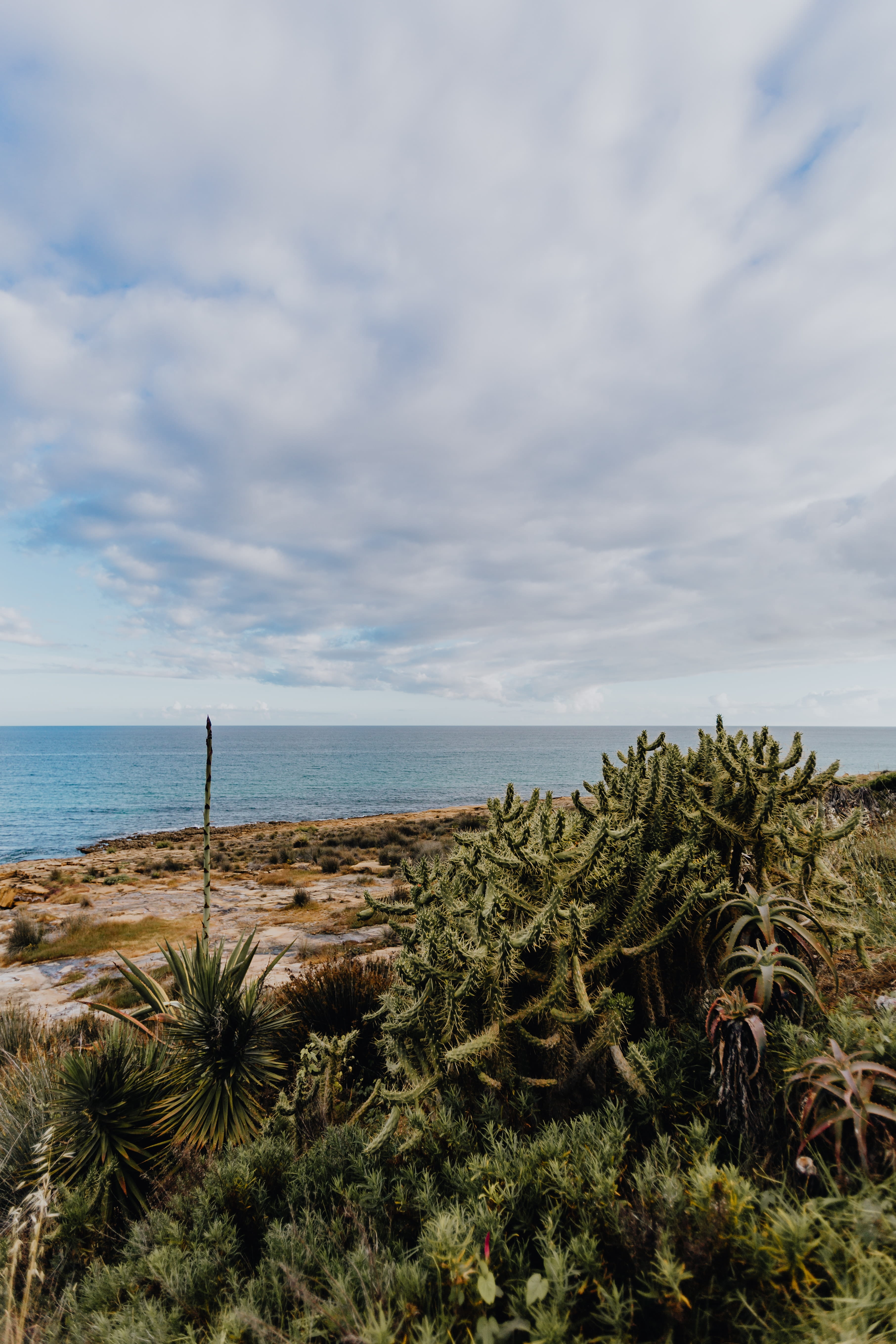 plants, tranquility, no people, portugal, opuntia, nature, cloud - sky, idyllic, non-urban scene, cacti, 5K, outdoors, sky, botanical, water, growth, day, Phone HD Wallpaper