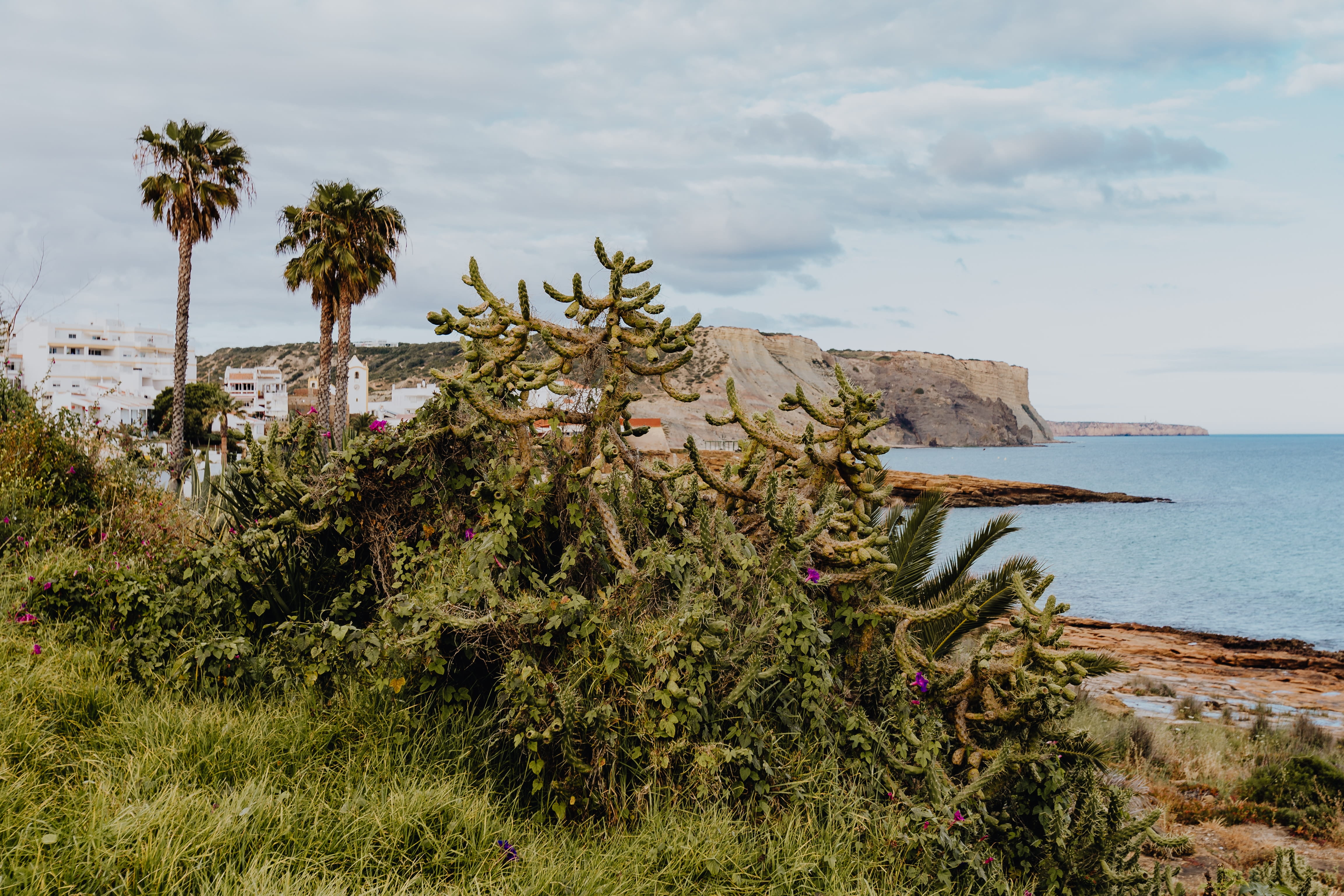 plants, land, growth, scenics - nature, tree, water, sky, Succulent, cacti, nature, botanical, algarve, 4K, beauty in nature, flora, horizon, tranquil scene, HD Wallpaper