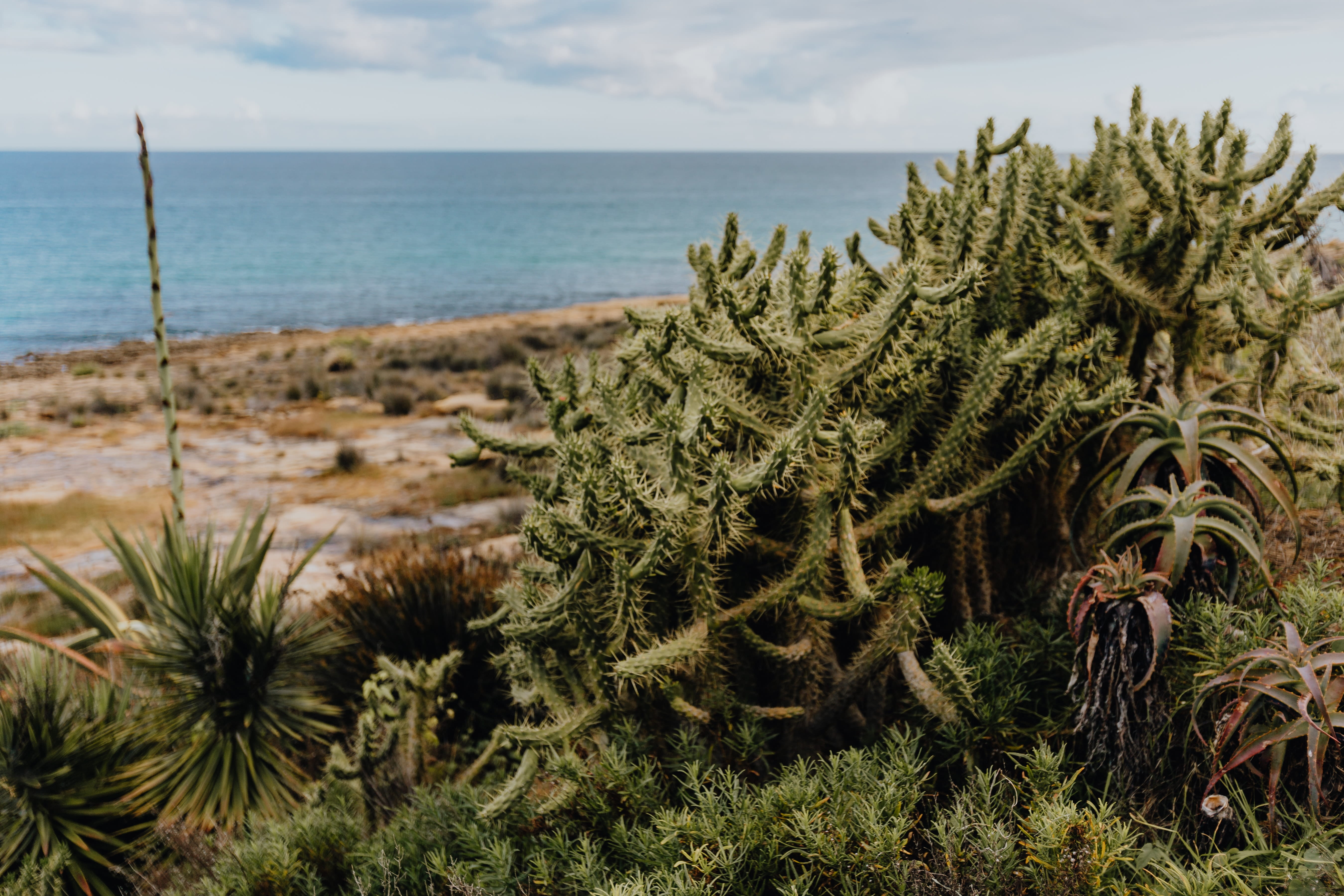 sea, tree, horizon over water, garden, water, growth, horizon, algarve, agave, flora, plant, scenics - nature, focus on foreground, tranquil scene, land, HD Wallpaper